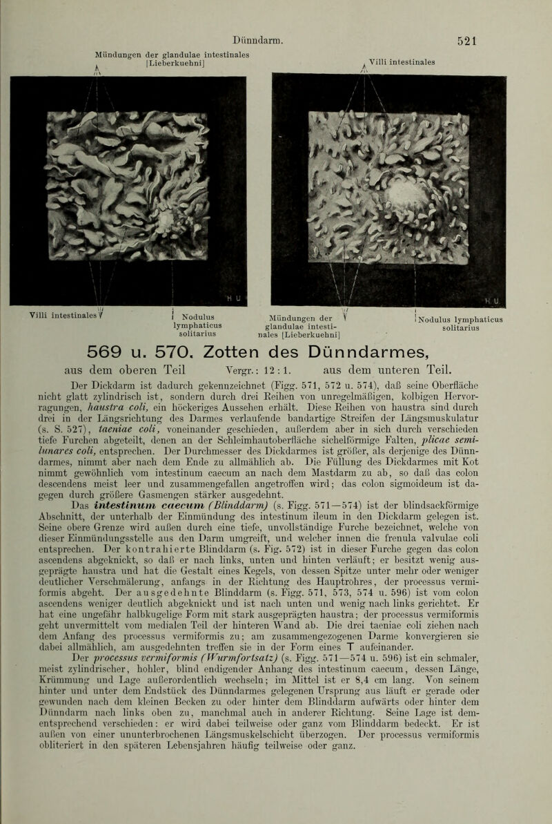 Mündungen der glandulae intestinales I T i oVvarlr n 0V1 ti i 1 Yilli intestinales Villi intestinales V i Nodulus lymphaticus solitarius Mündungen der V glandulae intesti- nales |Lieberkuehni] Nodulus lymphaticus solitarius 569 u. 570. Zotten des Dünndarmes, aus dem oberen Teil Vergr.: 12:1. aus dem unteren Teil. Der Dickdarm ist dadurch gekennzeichnet (Figg. 571, 572 u. 574), daß seine Oberfläche nicht glatt zylindrisch ist, sondern durch drei Reihen von unregelmäßigen, kolbigen Hervor- ragungen, haustra coli, ein höckeriges Aussehen erhält. Diese Eeihen von haustra sind durch drei in der Längsrichtung des Darmes verlaufende bandartige Streifen der Längsmuskulatur (s. S. 527), taeniae coli, voneinander geschieden, außerdem aber in sich durch verschieden tiefe Furchen ahgeteilt, denen an der Schleimhautoberfläche sichelförmige Falten, plicae semi- lunares coli, entsprechen. Der Durchmesser des Dickdarmes ist größer, als derjenige des Dünn- darmes, nimmt aber nach dem Ende zu allmählich ab. Die Füllung des Dickdarmes mit Kot nimmt gewöhnlich vom intestinum caecum an nach dem Mastdarm zu ab, so daß das colon descendens meist leer und zusammengefallen angetroffen wird; das colon sigmoideum ist da- gegen durch größere Gasmengen stärker ausgedehnt. Das intestinum caecum (Blinddarm) (s. Figg. 571 — 574) ist der blindsackförmige Abschnitt, der unterhalb der Einmündung des intestinum ileum in den Dickdarm gelegen ist. Seine obere Grenze wird außen durch eine tiefe, unvollständige Furche bezeichnet, welche von dieser Einmündungsstelle aus den Darm umgreift, und welcher innen die frenula valvulae coli entsprechen. Der kontrahierte Blinddarm (s. Fig. 572) ist in dieser Furche gegen das colon ascendens abgeknickt, so daß er nach links, unten und hinten verläuft; er besitzt wenig aus- geprägte haustra und hat die Gestalt eines Kegels, von dessen Spitze unter mehr oder weniger deutlicher Verschmälerung, anfangs in der Richtung des Hauptrohres, der processus vermi- formis abgeht. Der ausgedehnte Blinddarm (s. Figg. 571, 573, 574 u. 596) ist vom colon ascendens weniger deutlich abgeknickt und ist nach unten und wenig nach links gerichtet. Er hat eine ungefähr halbkugelige Form mit stark ausgeprägten haustra; der processus vermiformis geht unvermittelt vom medialen Teil der hinteren Wand ab. Die drei taeniae coli ziehen nach dem Anfang des processus vermiformis zu; am zusammengezogenen Darme konvergieren sie dabei allmählich, am ausgedehnten treffen sie in der F’orm eines T aufeinander. Der processus vermiformis (Wurmfortsatz) (s. Figg. 571—574 u. 596) ist ein schmaler, meist zylindrischer, hohler, blind endigender Anhang des intestinum caecum, dessen Länge, Krümmung und Lage außerordentlich wechseln; im Mittel ist er 8,4 cm lang. Von seinem hinter und unter dem Endstück des Dünndarmes gelegenen Ursprung aus läuft er gerade oder gewunden nach dem kleinen Becken zu oder hinter dem Blinddarm aufwärts oder hinter dem Dünndarm nach links oben zu, manchmal auch in anderer Richtung. Seine Lage ist dem- entsprechend verschieden: er wird dabei teilweise oder ganz vom Blinddarm bedeckt. Er ist außen von einer ununterbrochenen Längsmuskelschicht überzogen. Der processus vermiformis obliteriert in den späteren Lebensjahren häufig teilweise oder ganz.