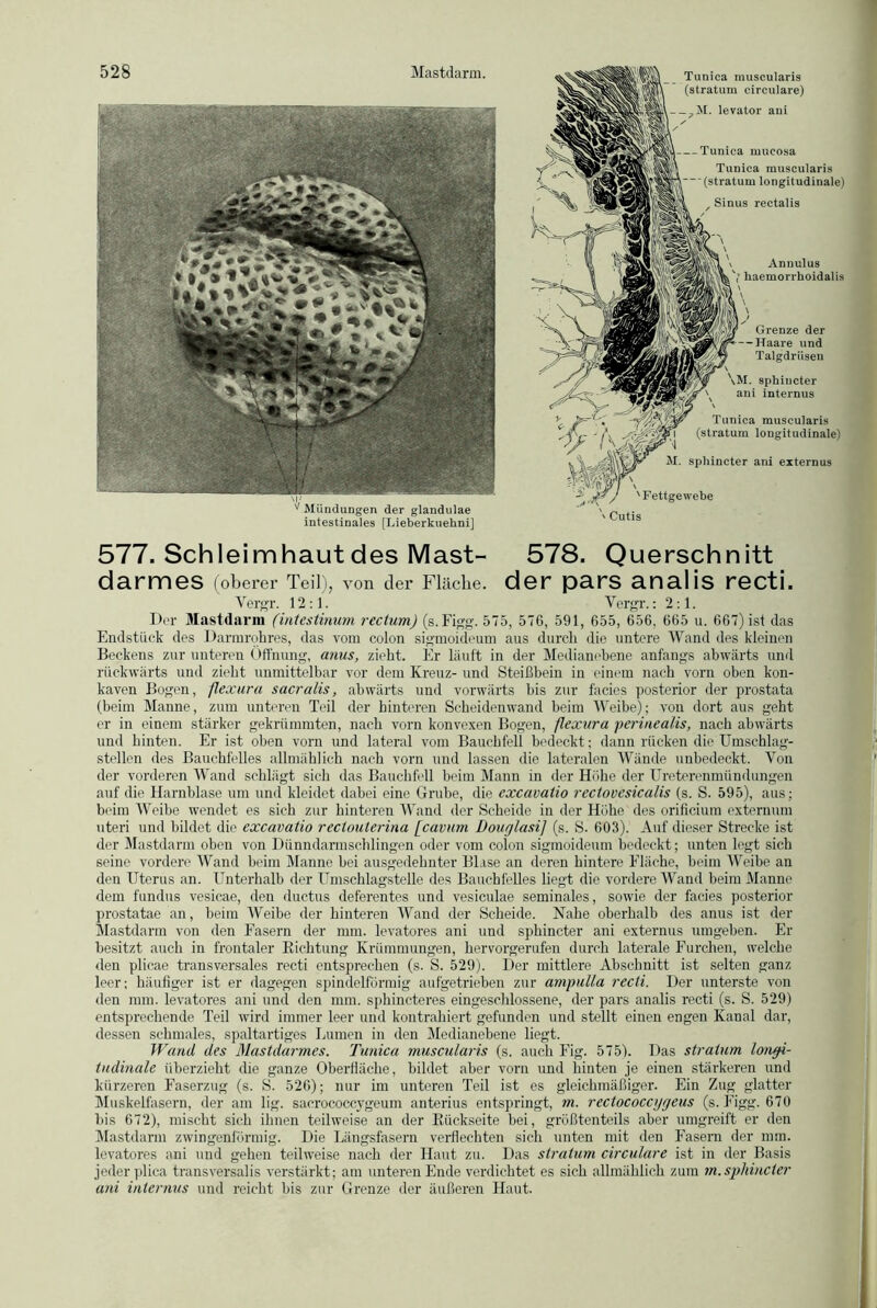 1 v Mündungen der glandulae intestinales [Lieberkuehni] Cutis 577. Schleimhaut des Mast- 578. Querschnitt darmes (oberer Teil), von der Fläche. der pars analis recti. Der Mastdarm (intestinum rectum) (s.Figg. 575, 576, 591, 655, 656, 665 u. 667) ist das Endstück des Darmrohres, das vom colon sigmoideum aus durch die untere Wand des kleinen Beckens zur unteren Öffnung, anus, zieht. Er läuft in der Medianobene anfangs abwärts und rückwärts und zieht unmittelbar vor dem Kreuz- und Steißbein in einem nach vorn oben kon- kaven Bogen, flexura sacralis, abwärts und vorwärts bis zur facies posterior der prostata (beim Manne, zum unteren Teil der hinteren Scheidenwand beim Weibe); von dort aus geht er in einem stärker gekrümmten, nach vorn konvexen Bogen, flexura perinealis, nach abwärts und hinten. Er ist oben vorn und lateral vom Bauchfell bedeckt; dann rücken die Umschlag- stellen des Bauchfelles allmählich nach vorn und lassen die lateralen Wände unbedeckt. Von der vorderen Wand schlägt sich das Bauchfell beim Mann in der Hohe der Ureterenmündungen auf die Harnblase um und kleidet dabei eine Grube, die excavatio rectovesicalis (s. S. 595), aus; beim Weibe wendet es sich zur hinteren Wand der Scheide in der Höhe des orificiura extemum uteri und bildet die excavatio rectouterina [cavum Douglasi] (s. S. 603). Auf dieser Strecke ist der Mastdarm oben von Dünndarmschlingen oder vom colon sigmoideum bedeckt; unten legt sieb seine vordere Wand beim Manne bei ausgedehnter Blase an deren hintere Fläche, beim Weibe an den Uterus an. Unterhalb der Umschlagstelle des Bauchfelles liegt die vordere Wand beim Manne dem fundus vesieae, den ductus deferentes und vesiculae seminales, sowie der facies posterior prostatae an, beim Weibe der hinteren Wand der Scheide. Nahe oberhalb des anus ist der Mastdarm von den Fasern der mm. levatores ani und sphincter ani externus umgeben. Er besitzt auch in frontaler Richtung Krümmungen, hervorgerufen durch laterale Furchen, welche den plicae transversales recti entsprechen (s. S. 529). Der mittlere Abschnitt ist selten ganz leer; häufiger ist er dagegen spindelförmig aufgetrieben zur ampulla recti. Der unterste von den mm. levatores ani und den mm. sphineteres eingeschlossene, der pars analis recti (s. S. 529) entsprechende Teil wird immer leer und kontrahiert gefunden und stellt einen engen Kanal dar, dessen schmales, spaltartiges Lumen in den Medianebene liegt. Wand des Mastdarmes. Tunica muscularis (s. auch Fig. 575). Das stratum longi- tudinale überzieht die ganze Oberfläche, bildet aber vorn und hinten je einen stärkeren und kürzeren Faserzug (s. S. 526); nur im unteren Teil ist es gleichmäßiger. Ein Zug glatter Muskelfasern, der am lig. sacrococcygeum anterius entspringt, m. rectococcygeus (s.Figg. 670 bis 672), mischt sich ihnen teilweise an der Rückseite bei, größtenteils aber umgreift er den Mastdarm zwingenförmig. Die Längsfasern verflechten sich unten mit den Fasern der mm. levatores ani und gehen teilweise nach der Haut zu. Das stratum circulare ist in der Basis jeder plica transversalis verstärkt; am unteren Ende verdichtet es sich allmählich zum in. sphincter ani internus und reicht bis zur Grenze der äußeren Haut. Vergr. 12:1. Vergr.: 2:1.
