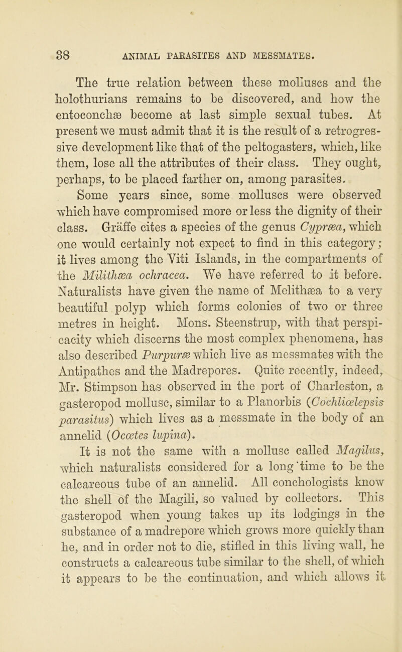 The true relation between tliese molluscs and the holothurians remains to be discovered, and bow tbe entoconcbæ become at last simple sexual tubes. At présent we must admit tbat it is tbe resuit of a retrogres- sive development like tbat of the peltogasters, wbich, like them, lose ail the attributes of their class. Tbey ought, perhaps, to be placed fartber on, among parasites. Some years sinee, some molluscs were observed wbich bave compromised more or less the dignity of their class. Graffe cites a species of tbe genus Cypræa, wbich one would certainly not expect to find in this category; it lives among tbe Viti Islands, in tbe compartments of tbe Milithæa ochracea. We bave referred to it before. Naturalists bave given tbe name of Melithæa to a very beautiful polyp wbich forms colonies of two or three métrés in beigbt. Mons. Steenstrup, witb tbat perspi- cacity wbich discerns tbe most complex phenomena, bas also described Purp)ur£e wbich live as messmates witb tbe Antipathes and the Madrépores. Quite recently, indeed, Mr. Stimpson bas observed in tbe port of Cbarleston, a gasteropod mollusc, similar to a Planorbis {Cocliliœlepsis pamsitiis) wbich lives as a messmate in tbe body of an annelid {Ocœtes liipina). It is not tbe same witb a mollusc called Magilus, wbich naturalists considered for a long'time to be tbe calcareous tube of an annelid. AU concbologists know tbe sbell of tbe Magili, so valued by collectors. Tbis gasteropod wben young takes up its lodgings in tbe substance of a madrépore wbich grows more quickly tban be, and in order not to die, stiüed in tbis living wall, be constructs a calcareous tube similar to tbe sbell, of wbich it appears to be tbe continuation, and wliicli allows it