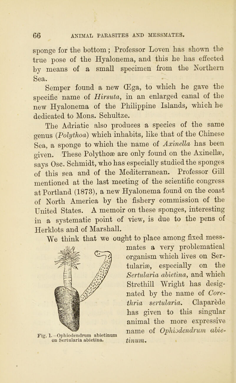 sponge for the bottom ; Professor Loven bas shown tbe tme pose of tlie Hyalonema, and this he bas effected by means of a small specimen from tbe Northern Sea. Semper found a new Œga, to wbicb be gave tbe spécifie name of Hirsuta^ in an enlarged canal of the new Hyalonema of the Philippine Islands, wbicb be dedicated to Mons. Scbultze. Tbe Adriatic also produces a species of the same genus {Polythoa) wbicb inbabits, like tbat of tbe Cbinese Sea, a sponge to wbicb tbe name of Axinella bas been given. These Polytboæ are only found on the Axinellæ, says Ose. Schmidt, wbo bas especially studied the sponges of this sea and of tbe Mediterranean. Professor Gill mentioned at the last meeting of tbe scientific congress atPortland (1873), a new Hyalonema found on tbe coast of Nortb America by the fishery commission of tbe United States. A memoir on these sponges, interesting in a systematic point of view, is due to tbe pens of Herklots and of Marshall. We tbink tbat we ougbt to place among fixed mess- mates a very problematical organism wbicb lives on Ser- tulariæ, especially on the Sertularia ahietina^ and wbicb Stretbill Wright bas desig- nated by tbe name of Core- thria sertularia, Claparède bas given to this singular animal tbe more expressive name of Opkiodendrum abie- tinum, • Fig. 1. —Opliiodendrum abietinum on Sertularia abietina.