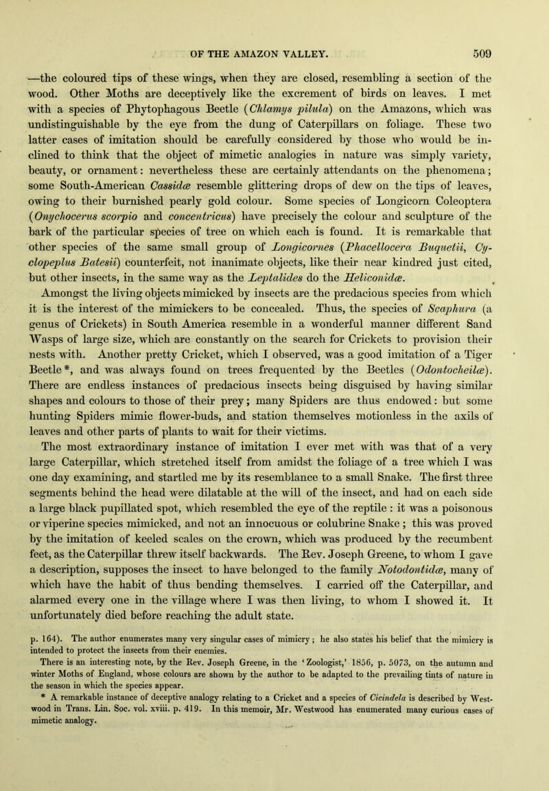—the coloured tips of these wings, when they are closed, resembling a section of the wood. Other Moths are deceptively like the excrement of birds on leaves. I met with a species of Phytophagous Beetle (Chlamys pilula) on the Amazons, which was undistinguishable by the eye from the dung of Caterpillars on foliage. These two latter cases of imitation should be carefully considered by those who would be in- clined to think that the object of mimetic analogies in nature was simply variety, beauty, or ornament: nevertheless these are certainly attendants on the phenomena; some South-American Cassidce resemble glittering drops of dew on the tips of leaves, owing to their burnished pearly gold colour. Some species of Longicom Coleoptera (Onychocerus scorpio and concentricus) have precisely the colour and sculpture of the bark of the particular species of tree on which each is found. It is remarkable that other species of the same small group of Longicornes (Bhacellocera Buquetii, Cy- clopeplus Batesii) counterfeit, not inanimate objects, like their near kindred just cited, but other insects, in the same way as the Leptcilides do the Heliconidce. Amongst the living objects mimicked by insects are the predacious species from which it is the interest of the mimickers to be concealed. Thus, the species of Scaphura (a genus of Crickets) in South America resemble in a wonderful manner different Sand Wasps of large size, which are constantly on the search for Crickets to provision their nests with. Another pretty Cricket, which I observed, was a good imitation of a Tiger Beetle*, and was always found on trees frequented by the Beetles (Odontocheilce). There are endless instances of predacious insects being disguised by having similar shapes and colours to those of their prey; many Spiders are thus endowed: but some hunting Spiders mimic flower-buds, and station themselves motionless in the axils of leaves and other parts of plants to wait for their victims. The most extraordinary instance of imitation I ever met with was that of a very large Caterpillar, which stretched itself from amidst the foliage of a tree which I was one day examining, and startled me by its resemblance to a small Snake. The first three segments behind the head were dilatable at the will of the insect, and had on each side a large black pupillated spot, which resembled the eye of the reptile : it was a poisonous or viperine species mimicked, and not an innocuous or colubrine Snake ; this was proved by the imitation of keeled scales on the crown, which was produced by the recumbent feet, as the Caterpillar threw itself backwards. The Bev. Joseph Greene, to whom I gave a description, supposes the insect to have belonged to the family Notodontidce, many of which have the habit of thus bending themselves. I carried off the Caterpillar, and alarmed every one in the village where I was then living, to whom I showed it. It unfortunately died before reaching the adult state. p. 164). The author enumerates many very singular cases of mimicry ; he also states his belief that the mimicry is intended to protect the insects from their enemies. There is an interesting note, by the Rev. Joseph Greene, in the ‘Zoologist,’ 1856, p. 5073, on the autumn and winter Moths of England, whose colours are shown by the author to he adapted to the prevailing tints of nature in the season in which the species appear. * A remarkable instance of deceptive analogy relating to a Cricket and a species of Cicindela is described by West- wood in Trans. Lin. Soc. vol. xviii. p. 419. In this memoir, Mr. Westwood has enumerated many curious cases of mimetic analogy.