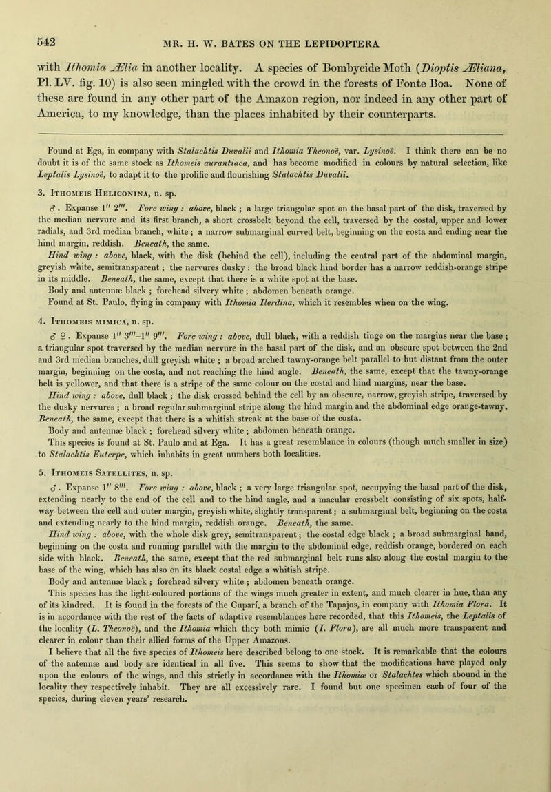 with Ithomia JElia in another locality. A species of Bombycide Moth (Dioptis Uliana, PL LY. fig. 10) is also seen mingled with the crowd in the forests of Ponte Boa. None of these are found in any other part of the Amazon region, nor indeed in any other part of America, to my knowledge, than the places inhabited by their counterparts. Found at Ega, in company with Stalachtis Duvalii and Ithomia Theonoe, var. lysinoe. I think there can be no doubt it is of the same stock as Ithomeis aurantiaca, and has become modified in colours by natural selection, like Leptalis Lysinoe, to adapt it to the prolific and flourishing Stalachtis Duvalii. 3. Ithomeis IIeliconina, n. sp. c? . Expanse 1 2'. Fore winy : above, black ; a large triangular spot on the basal part of the disk, traversed by the median nervure and its first branch, a short crossbelt beyond the cell, traversed by the costal, upper and lower radials, and 3rd median branch, white ; a narrow submarginal curved belt, beginning on the costa and ending near the hind margin, reddish. Beneath, the same. Hind winy : above, black, with the disk (behind the cell), including the central part of the abdominal margin, greyish white, semitransparent; the nervures dusky : the broad black hind border has a narrow reddish-orange stripe in its middle. Beneath, the same, except that there is a white spot at the base. Body and antennae black ; forehead silvery wdiite ; abdomen beneath orange. Found at St. Paulo, flying in company with Ithomia Ilerdina, which it resembles when on the wing. 4. Ithomeis mimica, n. sp. d 2 . Expanse 1 S'-! 9'. Fore winy: above, dull black, with a reddish tinge on the margins near the base ; a triangular spot traversed by the median nervure in the basal part of the disk, and an obscure spot between the 2nd and 3rd median branches, dull greyish white ; a broad arched tawny-orange belt parallel to but distant from the outer margin, beginning on the costa, and not reaching the hind angle. Beneath, the same, except that the tawny-orange belt is yellower, and that there is a stripe of the same colour on the costal and hind margins, near the base. Hind winy: above, dull black ; the disk crossed behind the cell by an obscure, narrow, greyish stripe, traversed by the dusky nervures ; a broad regular submarginal stripe along the hind margin and the abdominal edge orange-tawny. Beneath, the same, except that there is a whitish streak at the base of the costa. Body and antennae black ; forehead silvery white; abdomen beneath orange. This species is found at St. Paulo and at Ega. It has a great resemblance in colours (though much smaller in size) to Stalachtis Futerpe, which inhabits in great numbers both localities. 5. Ithomeis Satellites, n. sp. c?. Expanse 1 8'. Fore winy : above, black ; a very large triangular spot, occupying the basal part of the disk, extending nearly to the end of the cell and to the hind angle, and a macular crossbelt consisting of six spots, half- way between the cell and outer margin, greyish white, slightly transparent; a submarginal belt, beginning on the costa and extending nearly to the hind margin, reddish orange. Beneath, the same. Hind winy : above, with the whole disk grey, semitransparent; the costal edge black ; a broad submarginal band, beginning on the costa and running parallel with the margin to the abdominal edge, reddish orange, bordered on each side with black. Beneath, the same, except that the red submarginal belt runs also along the costal margin to the base of the wing, which has also on its black costal edge a whitish stripe. Body and antennae black ; forehead silvery white ; abdomen beneath orange. This species has the light-coloured portions of the wings much greater in extent, and much clearer in hue, than any of its kindred. It is found in the forests of the Cupari, a branch of the Tapajos, in company with Ithomia Flora. It is in accordance with the rest of the facts of adaptive resemblances here recorded, that this Ithomeis, the Leptalis of the locality (I. Theonoe), and the Ithomia which they both mimic (I. Flora), are all much more transparent and clearer in colour than their allied forms of the Upper Amazons. I believe that all the five species of Ithomeis here described belong to one stock. It is remarkable that the colours of the antennae and body are identical in all five. This seems to show that the modifications have played only upon the colours of the wings, and this strictly in accordance with the Ithomice or Stalachtes which abound in the locality they respectively inhabit. They are all excessively rare. I found but one specimen each of four of the species, during eleven years’ research.