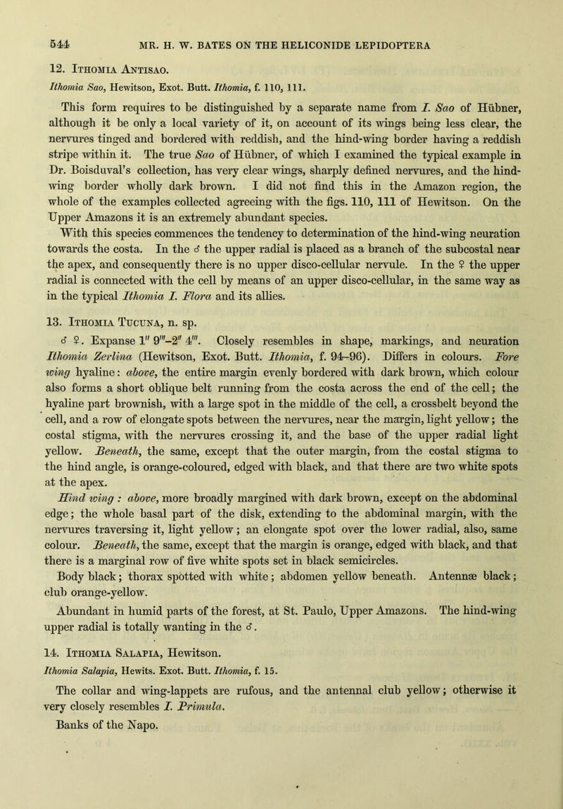 12. Ithomia Antisao. Ithomia Sao, Hewitson, Exot. Butt. Ithomia, f. 110, 111. This form requires to be distinguished by a separate name from I. Sao of Hiibner, although it be only a local variety of it, on account of its wings being less clear, the nervures tinged and bordered with reddish, and the hind-wing border having a reddish stripe within it. The true Sao of Hiibner, of which I examined the typical example in Dr. Boisduval’s collection, has very clear wings, sharply defined nervures, and the hind- wing border wholly dark brown. I did not find this in the Amazon region, the whole of the examples collected agreeing with the figs. 110, 111 of Hewitson. On the Upper Amazons it is an extremely abundant species. With, this species commences the tendency to determination of the hind-wing neuration towards the costa. In the 6 the upper radial is placed as a branch of the subcostal near the apex, and consequently there is no upper disco-cellular nervule. In the 2 the upper radial is connected with the cell by means of an upper disco-cellular, in the same way as in the typical Ithomia I Flora and its allies. 13. Ithomia Tucuna, n. sp. c? 2. Expanse 1 9'-2 4'. Closely resembles in shape, markings, and neuration Ithomia Zerlina (Hewitson, Exot. Butt. Ithomia, f. 94-96). Differs in colours. Fore wing hyaline: above, the entire margin evenly bordered with dark brown, which colour also forms a short oblique belt running from the costa across the end of the cell; the hyaline part brownish, with a large spot in the middle of the cell, a crossbelt beyond the cell, and a row of elongate spots between the nervures, near the margin, light yellow; the costal stigma, with the nervures crossing it, and the base of the upper radial light yellow. Beneath, the same, except that the outer margin, from the costal stigma to the hind angle, is orange-coloured, edged with black, and that there are two white spots at the apex. Hind wing : above, more broadly margined with dark brown, except on the abdominal edge; the whole basal part of the disk, extending to the abdominal margin, with the nervures traversing it, light yellow; an elongate spot over the lower radial, also, same colour. Beneath, the same, except that the margin is orange, edged with black, and that there is a marginal row of five white spots set in black semicircles. Body black; thorax spotted with white ; abdomen yellow beneath. Antennae black; club orange-yellow. Abundant in humid parts of the forest, at St. Paulo, Upper Amazons. The hind-wing upper radial is totally wanting in the <J. 14. Ithomia Salapia, Hewitson. Ithomia Salapia, Hewits. Exot. Butt. Ithomia, f. 15. The collar and wing-lappets are rufous, and the antennal club yellow; otherwise it very closely resembles I. Frimula. Banks of the Napo.