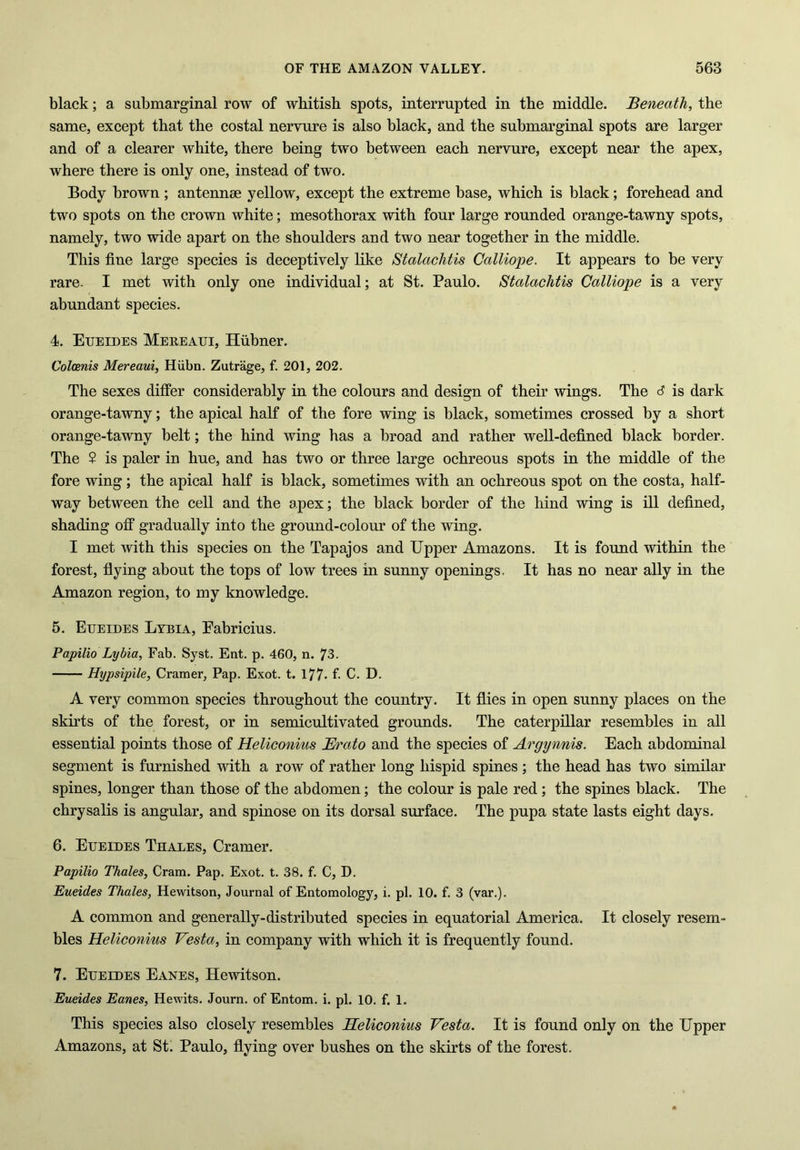 black; a submarginal row of whitish spots, interrupted in the middle. Beneath, the same, except that the costal nervure is also black, and the submarginal spots are larger and of a clearer white, there being two between each nervure, except near the apex, where there is only one, instead of two. Body brown; antennae yellow, except the extreme base, which is black; forehead and two spots on the crown white; mesothorax with four large rounded orange-tawny spots, namely, two wide apart on the shoulders and two near together in the middle. This fine large species is deceptively like Stalachtis Calliope. It appears to be very rare. I met with only one individual; at St. Paulo. Stalachtis Calliope is a very abundant species. 4. Eueides Mereaui, Hiibner. Colcenis Mereaui, Hiibn. Zutrage, f. 201, 202. The sexes differ considerably in the colours and design of their wings. The is dark orange-tawny; the apical half of the fore wing is black, sometimes crossed by a short orange-tawny belt; the hind wing has a broad and rather well-defined black border. The 2 is paler in hue, and has two or three large ochreous spots in the middle of the fore wing; the apical half is black, sometimes with an ochreous spot on the costa, half- way between the cell and the apex; the black border of the hind wing is ill defined, shading off gradually into the ground-colour of the wing. I met with this species on the Tapajos and Upper Amazons. It is found within the forest, flying about the tops of low trees in sunny openings. It has no near ally in the Amazon region, to my knowledge. 5. Eueides Lybia, Eabricius. Papilio Lybia, Fab. Syst. Ent. p. 460, n. 73. Hypsipile, Cramer, Pap. Exot. t. 177- f. C. D. A very common species throughout the country. It flies in open sunny places on the skirts of the forest, or in semicultivated grounds. The caterpillar resembles in all essential points those of Heliconius Erato and the species of Argynnis. Each abdominal segment is furnished with a row of rather long hispid spines; the head has two similar spines, longer than those of the abdomen; the colour is pale red ; the spines black. The chrysalis is angular, and spinose on its dorsal surface. The pupa state lasts eight days. 6. Eueides Thales, Cramer. Papilio Thales, Cram. Pap. Exot. t. 38. f. C, D. Eueides Thales, Hewitson, Journal of Entomology, i. pi. 10. f. 3 (var.). A common and generally-distributed species in equatorial America. It closely resem- bles Heliconius Vesta, in company with which it is frequently found. 7. Eueides Eanes, Hewitson. Eueides Eanes, Hewits. Journ. of Entom. i. pi. 10. f. 1. This species also closely resembles Heliconius Vesta. It is found only on the Upper Amazons, at St. Paulo, flying over bushes on the skirts of the forest.