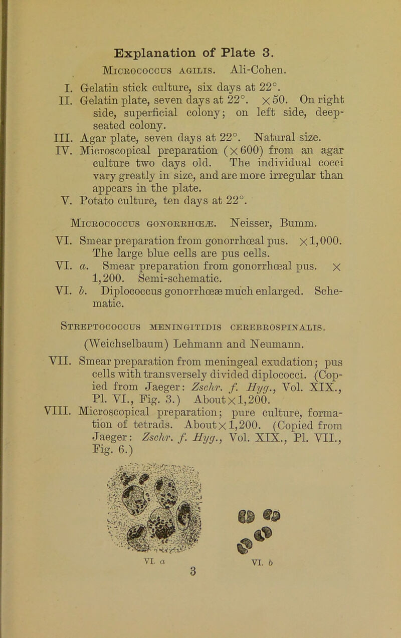 Micrococcus agilis. Ali-Cohen. I. Gelatin stick culture, six days at 22°. II. Gelatin plate, seven days at 22°. x 50. On right side, superficial colony; on left side, deep- seated colony. III. Agar plate, seven days at 22°. Natural size. IV. Microscopical preparation (x600) from an agar culture two days old. The individual cocci Vary greatly in size, and are more irregulär than appears in the plate. V. Potato culture, ten days at 22°. Micrococcus goistorrhce^. Neisser, Buinm. VI. Smear preparation from gonorrhoeal pus. xl>000. The large blue cells are pus cells. VI. a. Smear preparation from gonorrhoeal pus. x 1,200. Semi-schematic. VI. h. Diplococcus gonorrhoeae much enlarged. Sche- matic. Streptococcus meningitidis cerebrospinalis. (Weichselbaum) Lehmann and Neumann. VII. Smear preparation from meningeal exudation; pus cells with transversely divided diplococci. (Cop- ied from Jaeger: Zschr. f. Hyg., Vol. XIX., PI. VI., Pig. 3.) AboutX 1,200. VIII. Microscopical preparation; pure culture, forma- tion of tetrads. Abontx 1,200. (Copied from Jaeger: Zschr. f. Hyg., Vol. XIX., PI. VII., Pig. 6.) VI, a 3 VI. b