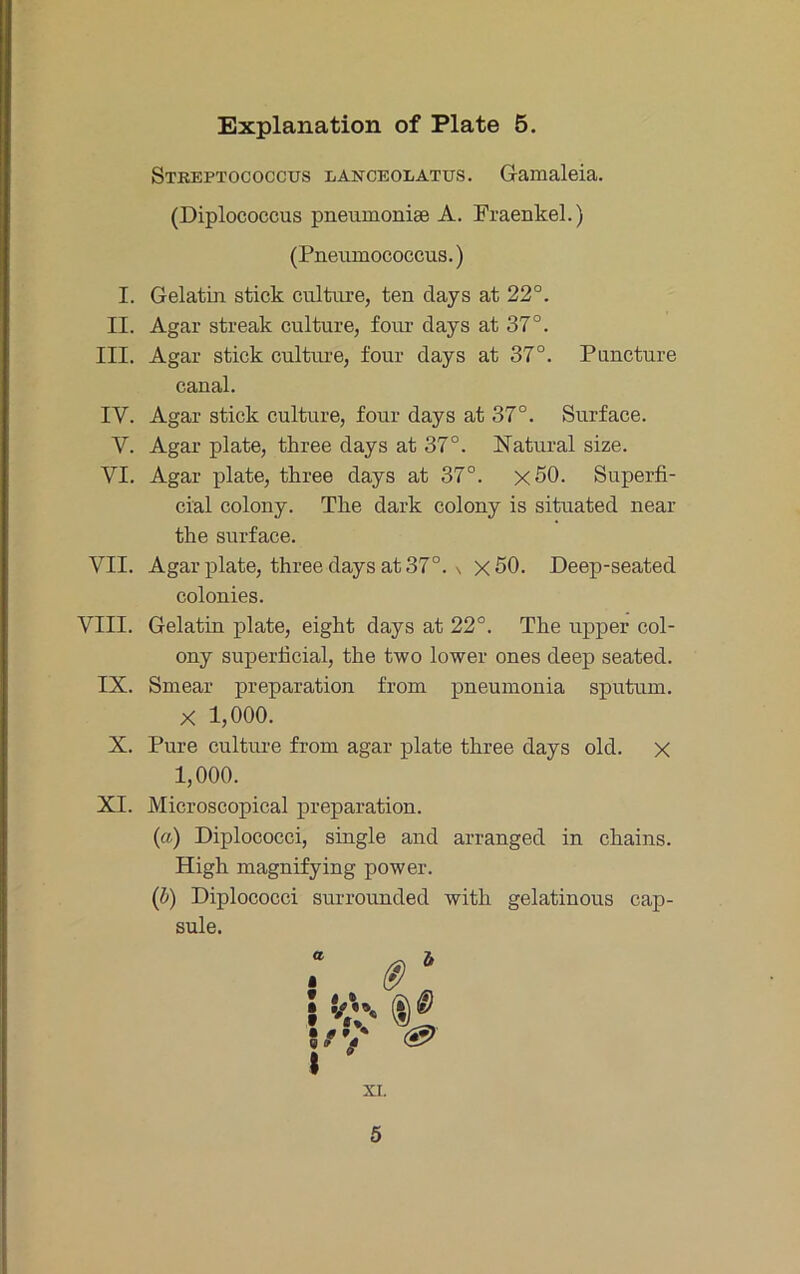 Streptococcus lanceolatus. Gamaleia. (Diplococcus pneumoniae A. Fraenkel.) (Pneumococcus.) I. Gelatin stick culture, ten days at 22°. II. Agar streak culture, four days at 37°. III. Agar stick culture, four days at 37°. Puncture canal. IV. Agar stick culture, four days at 37°. Surface. V. Agar plate, three days at 37°. Natural size. VI. Agar plate, three days at 37°. x50. Superfi- cial colony. The dark colony is situated near the surface. VII. Agar plate, three days at 37°. \ x50. Deep-seated colonies. VIII. Gelatin plate, eight days at 22°. The upper col- ony superficial, the two lower ones deep seated. IX. Smear preparation from pneumonia sputum. X 1,000. X. Pure culture from agar plate three days old. x 1,000. XI. Microscopical preparation. (a) Diplococci, single and arranged in chains. High magnifying power. (b) Diplococci surrounded with gelatinous cap- sule. I XI. 5
