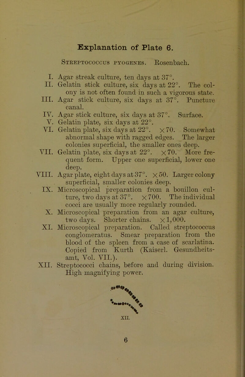 Steeptococcus pyogenes. Rosenbach.. I. Agar streak culture, ten days at 37°. II. Gelatin stick cultui’e, six days at 22°. The col- ony is not often found in such a vigorous state. III. Agar stick culture, six days at 37°. Puncture canal. IV. Agar stick culture, six days at 37°. Surface. V. Gelatin plate, six days at 22°. VI. Gelatin plate, six days at 22°. x70. Somewhat abnormal shape with ragged edges. The larger colonies superficial, the smaUer ones deep. VII. Gelatin plate, six daysat 22°. x70. More fre- quent form. Upper one superficial, lower one deep. VIII. Agar plate, eight daysat 37°. x50. Larger colony superficial, smaller colonies deep. IX. Microscopical preparation from a bouillon cul- ture, two days at 37°. X 700. The individual cocci are usually more regularly rounded. X. Microscopical preparation from an agar cultui-e, two days. Shorter chains. x 1,000. XI. Microscopical preparation. Called Streptococcus conglomeratus. Smear preparation from the blood of the spieen from a case of scarlatina. Copied from Kurth (Kaiserl. Gesundheits- amt, Vol. VII.). XII. Streptococci chains, before and during division. High magnifying power. \ XII. 6