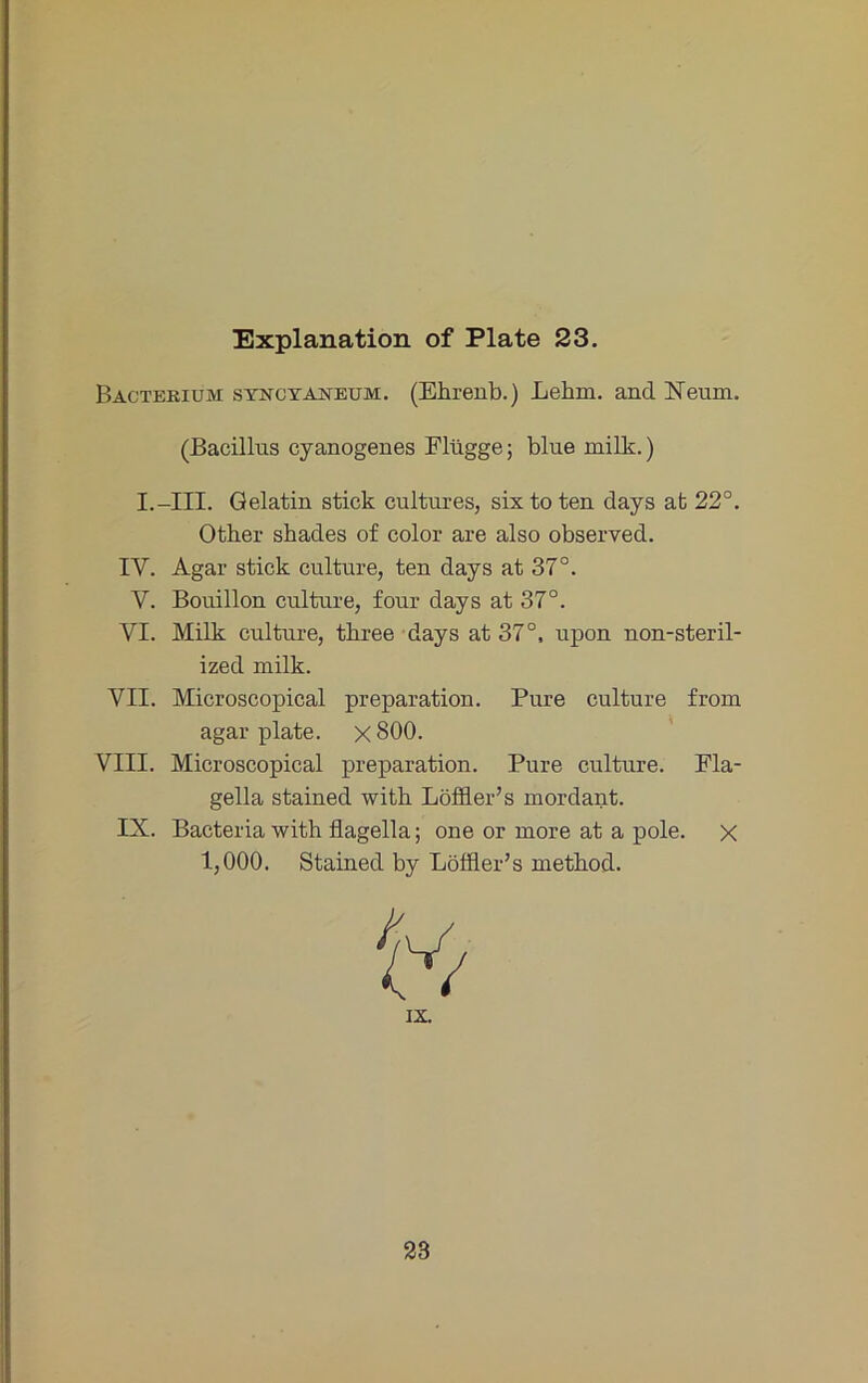 Bactebium syncyaneum. (Ehrenb.) Lehm, and Neum. (Bacillus cyanogenes Flügge; blue milk.) I.-III. Qelatin stick cultures, sixtoten days at 22°. Other shades of color are also observed. IV. Agar stick culture, ten days at 37°. V. Bouillon culture, four days at 37°. VI. Milk culture, three days at 37°, upon non-steril- ized milk. VII. Microscopical preparation. Pure culture from agar plate. x 800. VIII. Microscopical preparation. Pure culture. Fla- gella stained with Löffler’s mordant. IX. Bacteria with flagella; one or more at a pole, x 1,000. Stained by Löffler’s method. IX. 23