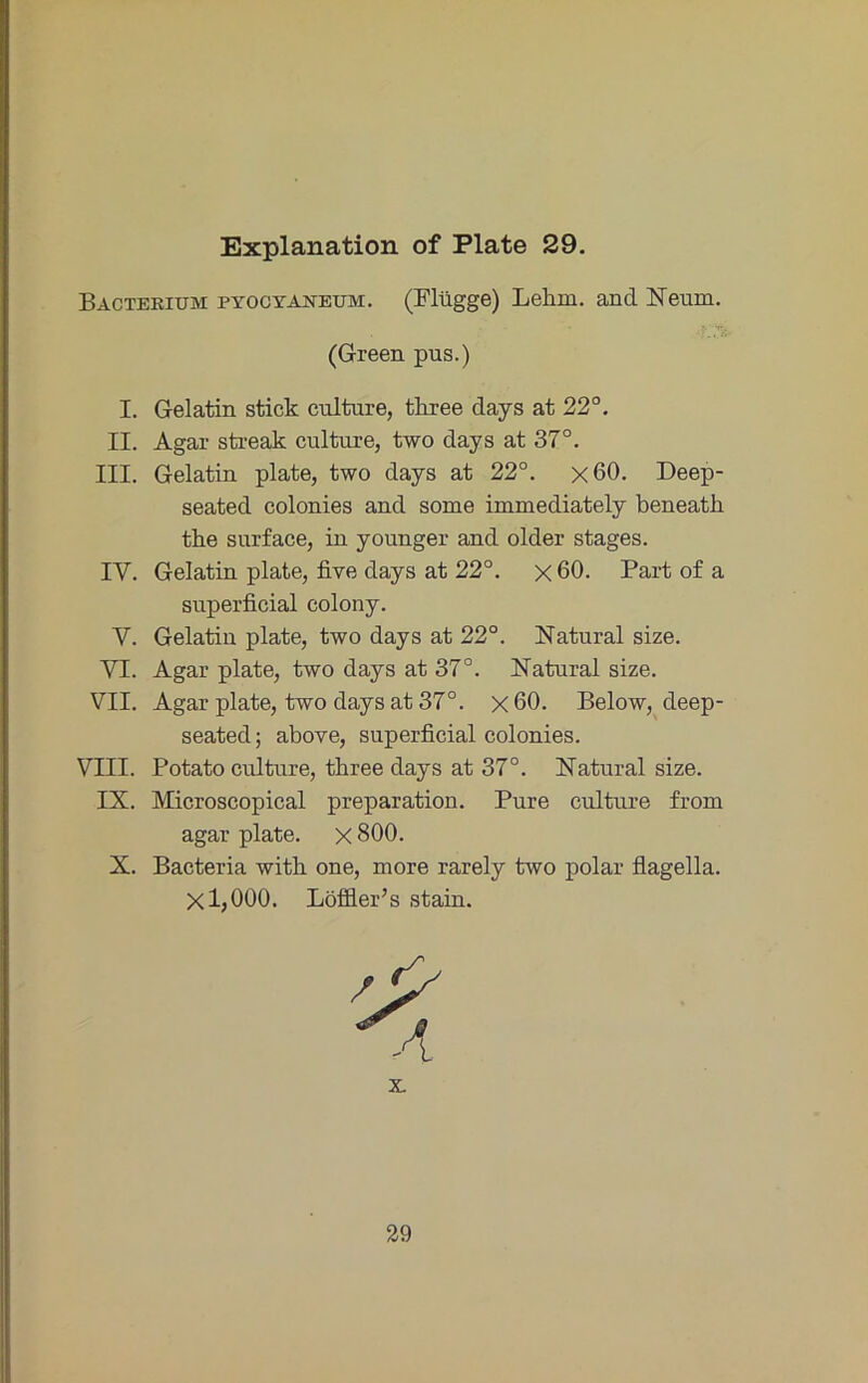 Bactekium pyocyaneum. (Plügge) Lehm, and Neum. (Green pus.) I. Gelatin stick cnlture, three days at 22°. II. Agar streak cnlture, two days at 37°. III. Gelatin plate, two days at 22°. x60. Deep- seated colonies and some immediately beneath the surface, in younger and older stages. IV. Gelatin plate, five days at 22°. x 60. Part of a superficial colony. V. Gelatin plate, two days at 22°. Natural size. VI. Agar plate, two days at 37°. Natural size. VII. Agar plate, two days at 37°. x 60. Below, deep- seated; above, superficial colonies. VIII. Potato culture, three days at 37°. Natural size. IX. Microscopical preparation. Pure cidture from agar plate. x 800. X. Bacteria with one, more rarely two polar flagella. X 1,000. LöfBer’s stain. 29