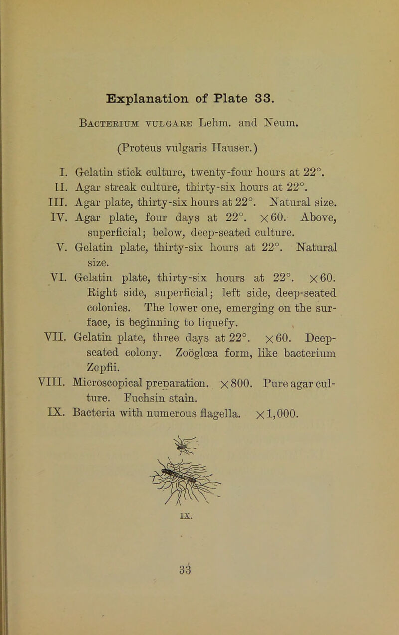 Bacterium vulgare Lehm, and Neum. (Proteus vulgaris Hauser.) I. Gelatin stick culture, twenty-four hours at 22°. II. Agar sti-eak culture, thirty-six hours at 22°. III. Agar plate, thirty-six hours at 22°. Natural size. IV. Agar plate, four days at 22°. x60. Above, superficial; below, deep-seated culture. V. Gelatin plate, thirty-six hours at 22°. Natural size. VI. Gelatin plate, thirty-six hours at 22°. x60. Eight side, superficial; left side, deep-seated colonies. The lower one, emerging on the sur- face, is beginning to liquefy. VII. Gelatin plate, three days at 22°. x60. Deep- seated colony. Zoöglcea form, like bacterium Zopfii. VIII. Microscopical preparation. x 800. Pure agar cul- ture. Fuchsin stain. IX. Bacteria with numerous flagella. xljOOO. IX. 33