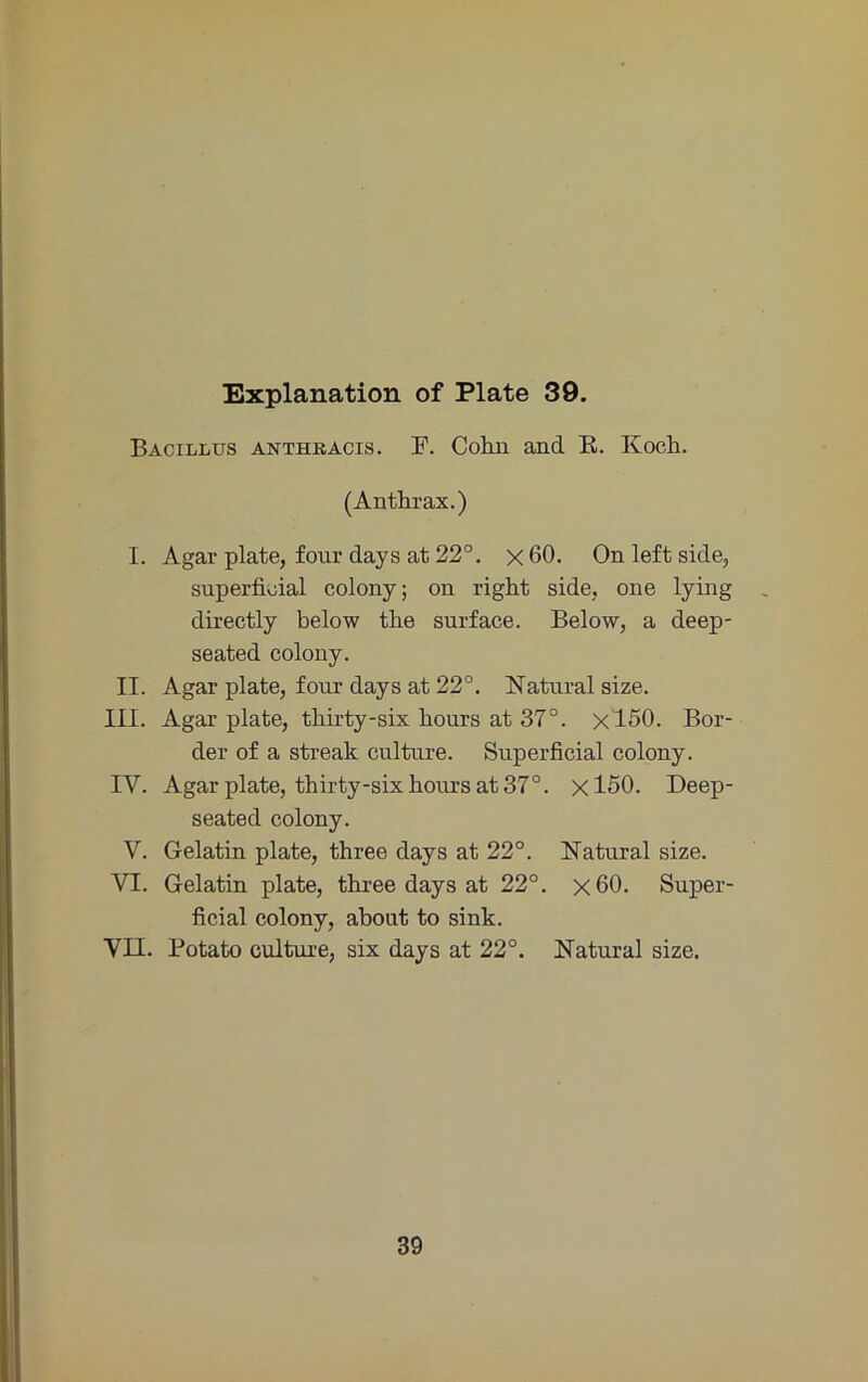 Bacillus anthbacis. F. Cohn and E. Koch. (Anthrax.) I. Agar plate, four days at22°. x60. On left side, superficial colony; on right side, one lying directly below the surface. Below, a deep- seated colony. II. Agar plate, four days at 22°. Natural size. III. Agar plate, thirty-six hours at 37°. x l50. Bor- der of a streak culture. Superficial colony. IV. Agar plate, thirty-six hours at 37°. xl50. Deep- seated colony. V. Gelatin plate, three days at 22°. Natural size. VI. Gelatin plate, three days at 22°. x60. Super- ficial colony, about to sink. VII. Potato culture, six days at 22°. Natural size. 39