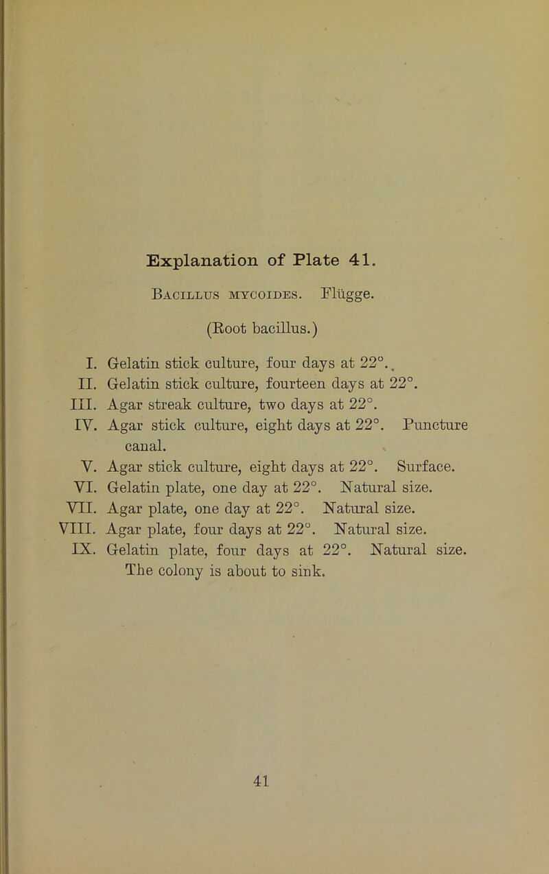 Bacillus mycoides. Plügge. (Eoot bacillus.) I. Gelatin stick culture, four days at 22“.. II. Gelatin stick culture, fourteen days at 22°. III. Agar streak culture, two days at 22°. IV. Agar stick culture, eight days at 22°. Puncture caual. V. Agar stick culture, eigkt days at 22°. Surface. VI. Gelatin plate, one day at 22°. Natural size. VII. Agar plate, one day at 22°. Natural size. VIII. Agar plate, four days at 22°. Natural size. IX. Gelatin plate, four days at 22°. Natural size. The colony is about to sink. 41
