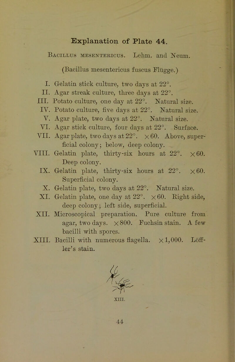 Bacillus mesentericus. Lehm, and Neum. (Bacillus mesentericus fuscus Plügge.) I. Gelatin stick culture, two days at 22°. II. Agar streak culture, three days at 22°. III. Potato culture, one day at 22°. Natural size. IV. Potato culture, five days at 22°. Natural size. V. Agar plate, two days at 22°. Natural size. VI. Agar stick culture, four days at 22°. Surface. VII. Agar plate, two days at 22°. x60. Above, super- ficial colony; below, deep colony. VIII. Gelatin plate, thirty-six hours at 22°. x60. Deep colony. IX. Gelatin plate, thirty-six hours at 22°. x60. Superficial colony. X. Gelatin plate, two days at 22°. Natural size. XI. Gelatin plate, one day at 22°. x60. Eight side, deep colony; left side, superficial. XII. Microscopical preparation. Pure culture from agar, two days. x800. Fuchsin stain. A few bacilli with spores. XIII. Bacilli with numerous flagella. x 1,000. Löff- ler’s stain. XIII. 44