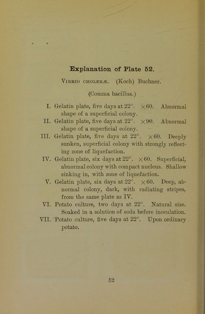 Vibrio Cholera. (Koch) Büchner. (Comma bacillus.) I. Gelatin plate, five days at 22°. x60. Abnormai shape of a superficial colony. II. Gelatin plate, five days at 22°. x90. Abnormal shape of a superficial colony. III. Gelatin plate, five days at 22°. x60. Deeply sunken, superficial colony with strongly reflect- ing Zone of liquefaction. IV. Gelatin plate, six days at 22°. x60. Superficial, abnormal colony with compact nucleus. Shallow sinking in, with zone of liquefaction. V. Gelatin plate, six days at22°. x60. Deep, ab- normal colony, dark, with radiating stripes, from the same plate as IV. VI. Potato culture, two days at 22°. Natural size. Soaked in a solution of soda before inoculation. VII. Potato culture, five days at 22°. üpon ordinary potato. 52