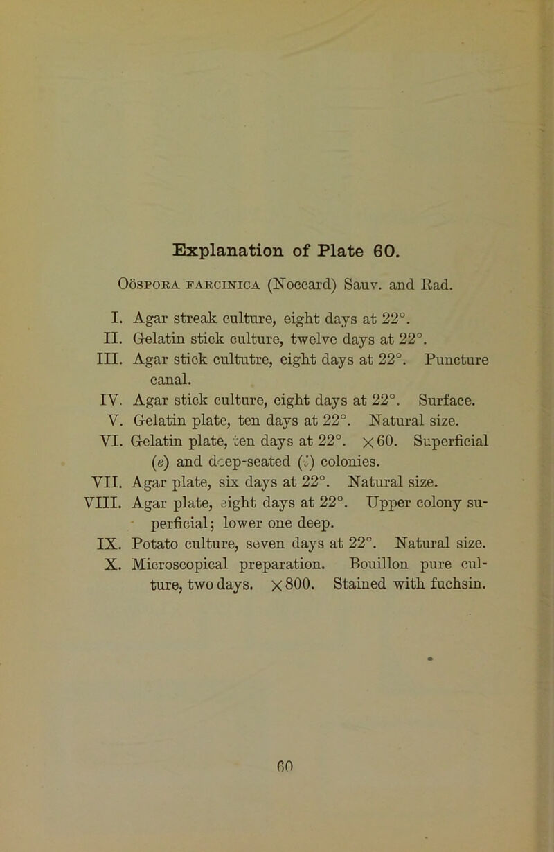 Oospora farcinica (Noccard) Sauv. and Rad. I. Agar streak culture, eight days at 22°. II. Gelatin stick culture, twelve days at 22°. III. Agar stick cultutre, eight days at 22°. Puncture canal. IV. Agar stick culture, eight days at 22°. Surface. V. Gelatin plate, ten days at 22°. Natural size. VI. Gelatin plate, ten days at 22°. x 60. Superficial (e) and deep-seated (t) colonies. VII. Agar plate, six days at 22°. Natural size. VIII. Agar plate, eight days at 22°. Upper colony su- ■ perficial; lower one deep. IX. Potato culture, seven days at 22°. Natural size. X. Microscopical preparation. Bouillon pure cul- ture, two days. x 800. Stained with fuchsin. r,o