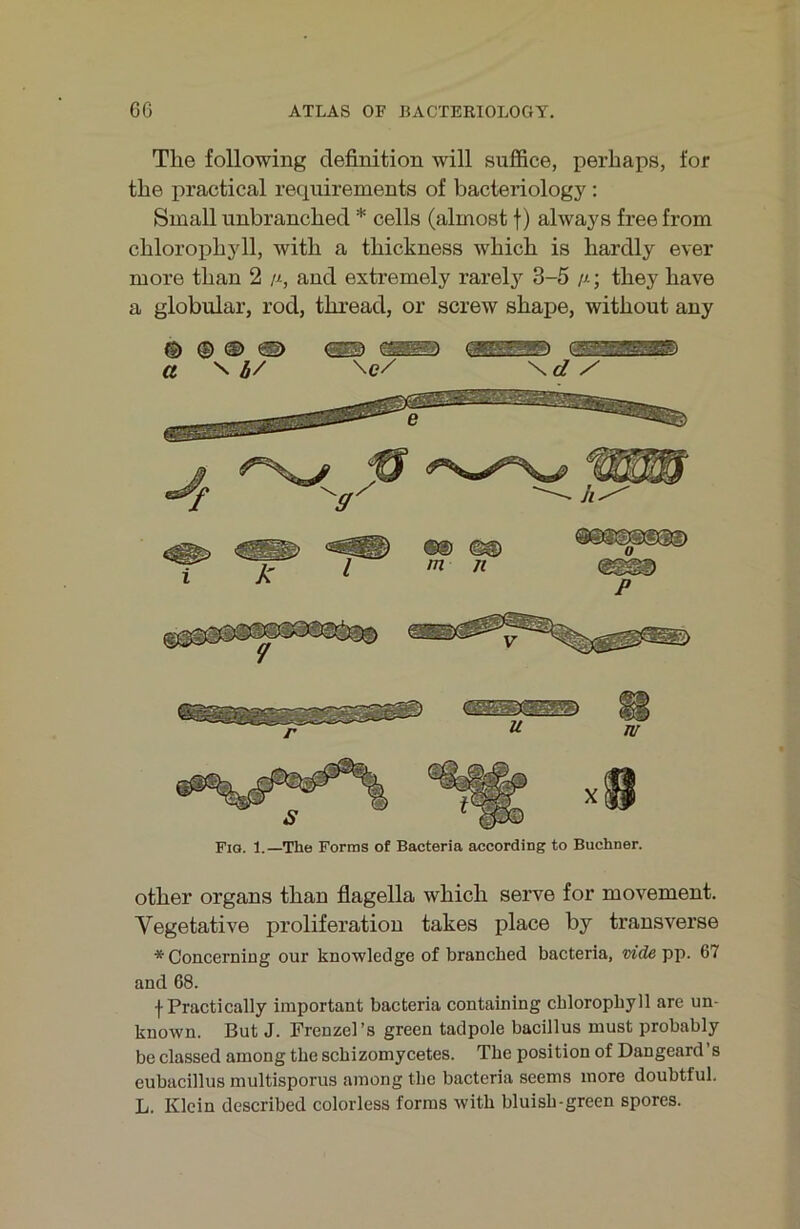 The following clefinition will suffice, perhaps, for the practical recpiirements of bacteriology : Small unbranched * cells (almost f) always freefrom chloroi)hyll, with a thickness which is hardly ever more than 2 and extremely rarely 3-5 //; they have a globular, rod, thread, or screw shape, without any a ^b/ 7 \e/ Fia. 1.—The Forms of Bacteria according to Büchner. other Organs than flagella which serve for movement. Vegetative proliferation takes place by transverse *Concerning our knowledge of branched bacteria, w’de pp. 67 and 68. f Practically important bacteria containing Chlorophyll are un- known. But J. Frenzel’s green tadpole bacillus must probably be classed among the schizomycetes. The position of Dangeard’s eubacillus multisporus among the bacteria seems more doubtful. L. Klein dcscribed colorless forms with bluish-green spores.