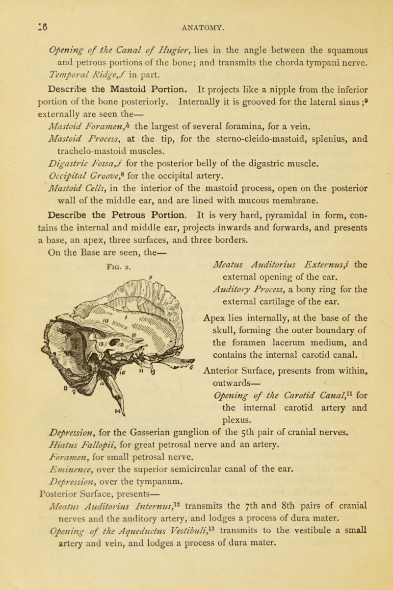 Opening of the Canal of Ilugier, lies in the angle between the squamous and petrous portions of the bone; and transmits the chorda tympani nerve. Te77iporal Ridge,/ in part. Describe the Mastoid Portion. It projects like a nipple from the inferior portion of the bone posteriorly. Internally it is grooved for the lateral sinus ;9 externally are seen the— Mastoid Fora77ienf the largest of several foramina, for a vein. Mastoid Process, at the tip, for the sterno-cleido-mastoid, splenius, and trachelo-mastoid muscles. Digastric Fossa/ for the posterior belly of the digastric muscle. Occipital Groove,8 for the occipital artery. Mastoid Cells, in the interior of the mastoid process, open on the posterior wall of the middle ear, and are lined with mucous membrane. Describe the Petrous Portion. It is very hard, pyramidal in form, con- tains the internal and middle ear, projects inwards and forwards, and presents a base, an apex, three surfaces, and three borders. On the Base are seen, the— Fig. 2. Meatus Auditorius Externus,i the external opening of the ear. Auditory Process, a bony ring for the external cartilage of the ear. Apex lies internally, at the base of the skull, forming the outer boundary of the foramen lacerum medium, and contains the internal carotid canal. Anterior Surface, presents from within, outwards— Opening of the Carotid Canal/ for the internal carotid artery and plexus. Depression, for the Gasserian ganglion of the 5th pair of cranial nerves. Biahis Fallopii, for great petrosal nerve and an artery. Forariien, for small petrosal nerve. E7nine7ice, over the superior semicircular canal of the ear. Depressio7i, over the tympanum. Posterior Surface, presents— Rfeatus Auditorius Inter nus/ transmits the 7th and 8th pairs of cranial nerves and the auditory artery, and lodges a process of dura mater. Opening of the Aqueduclus Vestibuli,13 transmits to the vestibule a small artery and vein, and lodges a process of dura mater.