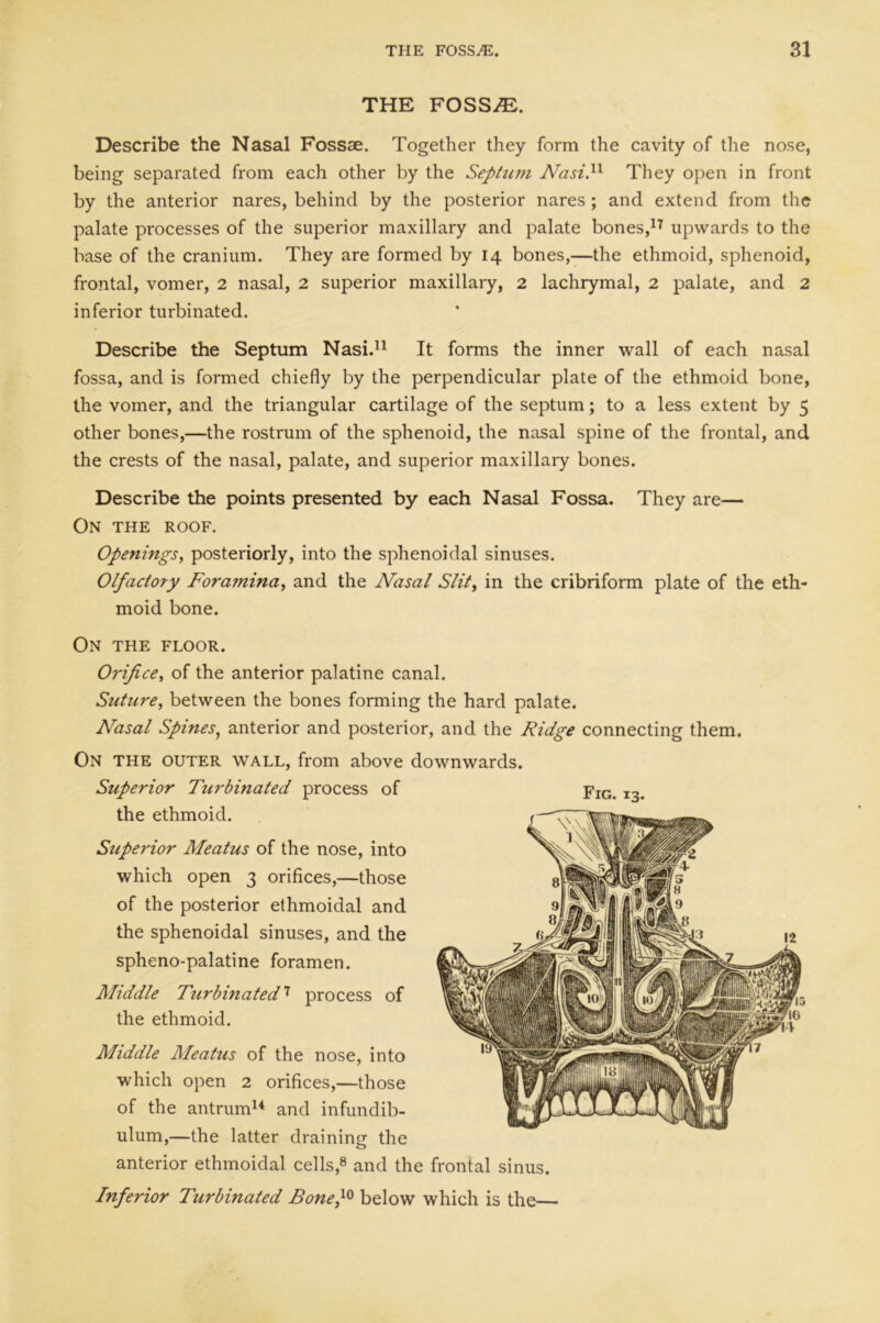 THE FOSSJE. Describe the Nasal Fossae. Together they form the cavity of the nose, being separated from each other by the Septum Nasi.n They open in front by the anterior nares, behind by the posterior nares ; and extend from the palate processes of the superior maxillary and palate bones,17 upwards to the base of the cranium. They are formed by 14 bones,—the ethmoid, sphenoid, frontal, vomer, 2 nasal, 2 superior maxillary, 2 lachrymal, 2 palate, and 2 inferior turbinated. Describe the Septum Nasi.11 It forms the inner wall of each nasal fossa, and is formed chiefly by the perpendicular plate of the ethmoid bone, the vomer, and the triangular cartilage of the septum; to a less extent by 5 other bones,—the rostrum of the sphenoid, the nasal spine of the frontal, and the crests of the nasal, palate, and superior maxillary bones. Describe the points presented by each Nasal Fossa. They are— On the roof. Openings, posteriorly, into the sphenoidal sinuses. Olfactory Foramina, and the Nasal Slit, in the cribriform plate of the eth- moid bone. On the floor. Orifice, of the anterior palatine canal. Suture, between the bones forming the hard palate. Nasal Spines, anterior and posterior, and the Ridge connecting them. On the outer wall, from above downwards. Superior Turbinated process of the ethmoid. Superior Meatus of the nose, into which open 3 orifices,—those of the posterior ethmoidal and the sphenoidal sinuses, and the spheno-palatine foramen. Middle Turbinated7 process of the ethmoid. Middle Meatus of the nose, into which open 2 orifices,—those of the antrum14 and infundib- ulum,—the latter draining the anterior ethmoidal cells,8 and the frontal sinus. Inferior Turbinated Bone,10 below which is the—