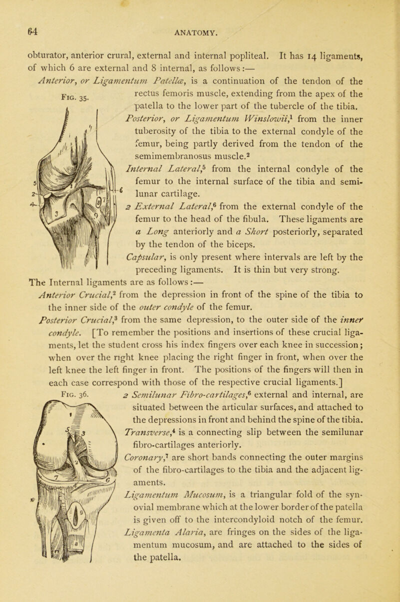 Fig. 35. obturator, anterior crural, external and internal popliteal. It has 14 ligaments, of which 6 are external and 8 internal, as follows:— Anterior, or Ligamentum Patellce, is a continuation of the tendon of the rectus femoris muscle, extending from the apex of the patella to the lower part of the tubercle of the tibia. Posterior, or Ligamentum Winslowii} from the inner tuberosity of the tibia to the external condyle of the femur, being partly derived from the tendon of the semimembranosus muscle.2 Internal Lateral,5 from the internal condyle of the femur to the internal surface of the tibia and semi- lunar cartilage. 2 External Lateral,6 from the external condyle of the femur to the head of the fibula. These ligaments are a Long anteriorly and a Short posteriorly, separated by the tendon of the biceps. Capsular, is only present where intervals are left by the preceding ligaments. It is thin but very strong. The Internal ligaments are as follows:— Anterior Crucial,2 from the depression in front of the spine of the tibia to the inner side of the outer condyle of the femur. Posterior Crucial,3 from the same depression, to the outer side of the inner condyle. [To remember the positions and insertions of these crucial liga- ments, let the student cross his index fingers over each knee in succession; when over the right knee placing the right finger in front, when over the left knee the left finger in front. The positions of the fingers will then in each case correspond with those of the respective crucial ligaments.] Fig. 36. 2 Semilunar Fib ro - ca r til ages,6 external and internal, are situated between the articular surfaces, and attached to the depressions in front and behind the spine of the tibia. Transverse,4 is a connecting slip between the semilunar fibro-cartilages anteriorly. Coronary,7 are short bands connecting the outer margins of the fibro-cartilages to the tibia and the adjacent lig- aments. Ligamentum Mucosum, is a triangular fold of the syn- ovial membrane which at the lower border of the patella is given off to the intercondyloid notch of the femur. Ligamenta Alaria, are fringes on the sides of the liga- mentum mucosum, and are attached to the sides of the patella.