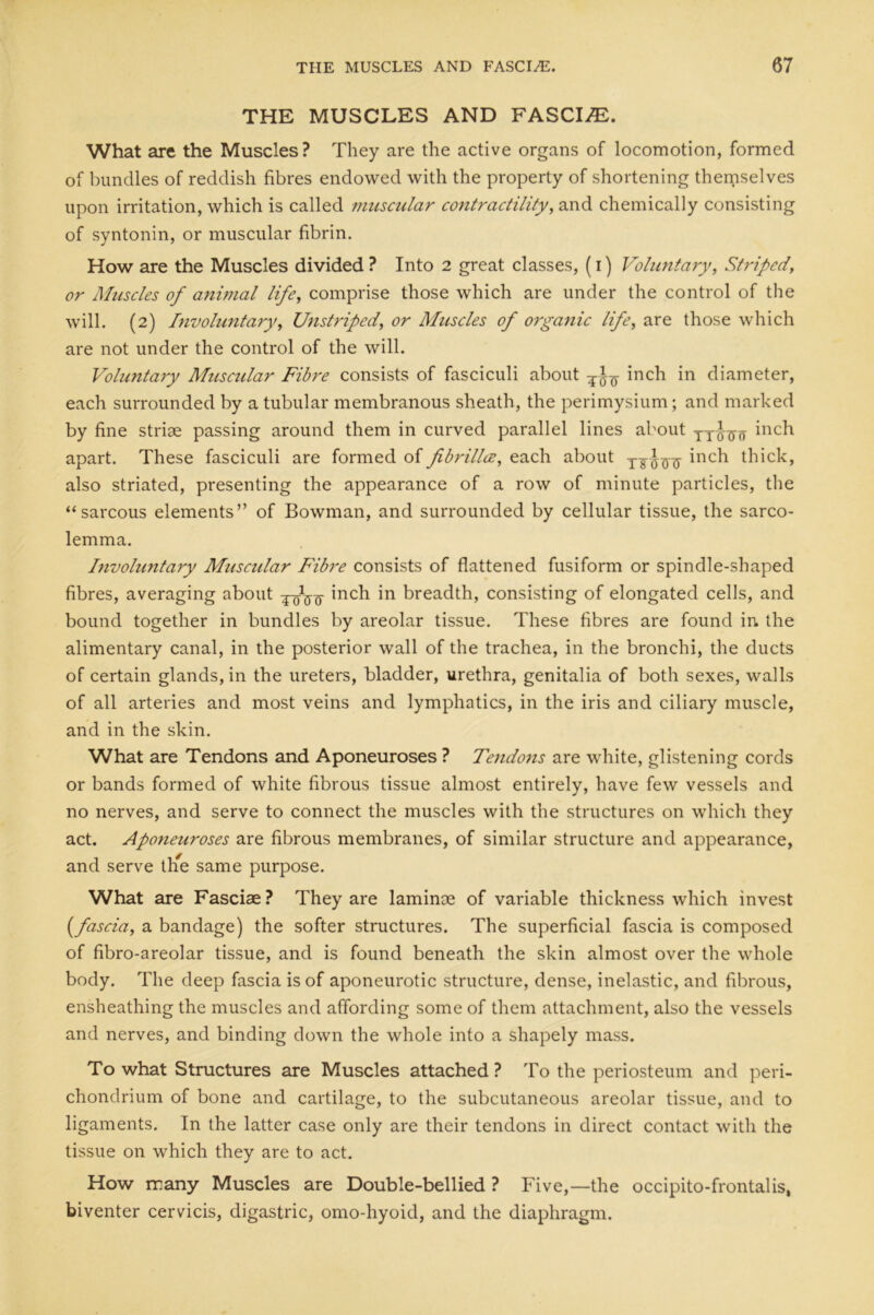 THE MUSCLES AND FASCI/E. What are the Muscles? They are the active organs of locomotion, formed of bundles of reddish fibres endowed with the property of shortening themselves upon irritation, which is called muscular contractility, and chemically consisting of syntonin, or muscular fibrin. How are the Muscles divided? Into 2 great classes, (1) Voluntary, Striped, or Muscles of animal life, comprise those which are under the control of the will. (2) Involuntary, Unstriped, or Muscles of organic life, are those which are not under the control of the will. Voluntary Muscular Fibre consists of fasciculi about inch in diameter, each surrounded by a tubular membranous sheath, the perimysium; and marked by fine striae passing around them in curved parallel lines about hich apart. These fasciculi are formed of fibrillce, each about y-g-jj^ inch thick, also striated, presenting the appearance of a row of minute particles, the “sarcous elements” of Bowman, and surrounded by cellular tissue, the sarco- lemma. Involimtary Muscular Fibre consists of flattened fusiform or spindle-shaped fibres, averaging about y-yyy inch in breadth, consisting of elongated cells, and bound together in bundles by areolar tissue. These fibres are found in. the alimentary canal, in the posterior wall of the trachea, in the bronchi, the ducts of certain glands, in the ureters, bladder, urethra, genitalia of both sexes, walls of all arteries and most veins and lymphatics, in the iris and ciliary muscle, and in the skin. What are Tendons and Aponeuroses ? Tatdons are white, glistening cords or bands formed of white fibrous tissue almost entirely, have few vessels and no nerves, and serve to connect the muscles with the structures on which they act. Aponeuroses are fibrous membranes, of similar structure and appearance, and serve the same purpose. What are Fasciae? They are laminae of variable thickness which invest (fascia, a bandage) the softer structures. The superficial fascia is composed of fibro-areolar tissue, and is found beneath the skin almost over the whole body. The deep fascia is of aponeurotic structure, dense, inelastic, and fibrous, ensheathing the muscles and affording some of them attachment, also the vessels and nerves, and binding down the whole into a shapely mass. To what Structures are Muscles attached ? To the periosteum and peri- chondrium of bone and cartilage, to the subcutaneous areolar tissue, and to ligaments. In the latter case only are their tendons in direct contact with the tissue on which they are to act. How many Muscles are Double-bellied ? Five,—the occipito-frontalis, biventer cervicis, digastric, omo-hyoid, and the diaphragm.