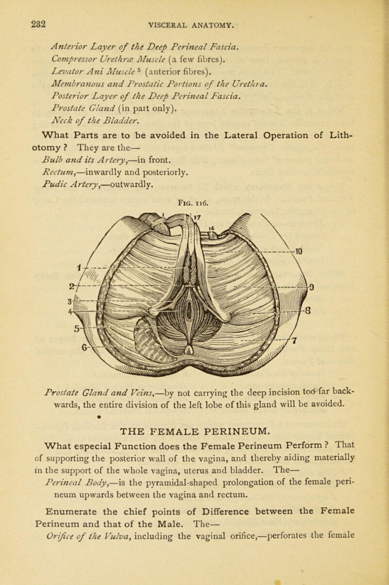 Anterior Layer of the Deep Perineal Fascia. Compressor Urethra Muscle (a few fibres). Levator Ani Muscle 5 (anterior fibres). Membranous and Prostalic Portions of the Urethra. Posterior Layer of the Deep Perineal Fascia. Prostate Gland (in part only). Neck of the Bladder. What Parts are to be avoided in the Lateral Operation of Lith otomy ? They are the— Bulb and its Artery,—in front. Rectum,—inwardly and posteriorly. Pudic Artery,—outwardly. Fig. ii6. Prostate Gland and Veins,—by not carrying the deep incision tod far back- wards, the entire division of the left lobe of this gland will be avoided. THE FEMALE PERINEUM. What especial Function does the Female Perineum Perform ? That of supporting the posterior wall of the vagina, and thereby aiding materially in the support of the whole vagina, uterus and bladder. The— Perineal Body,—is the pyramidal-shaped prolongation of the female peri- neum upwards between the vagina and rectum. Enumerate the chief points of Difference between the Female Perineum and that of the Male. The— Orifice of the Vulva, including the vaginal orifice,—perforates the female