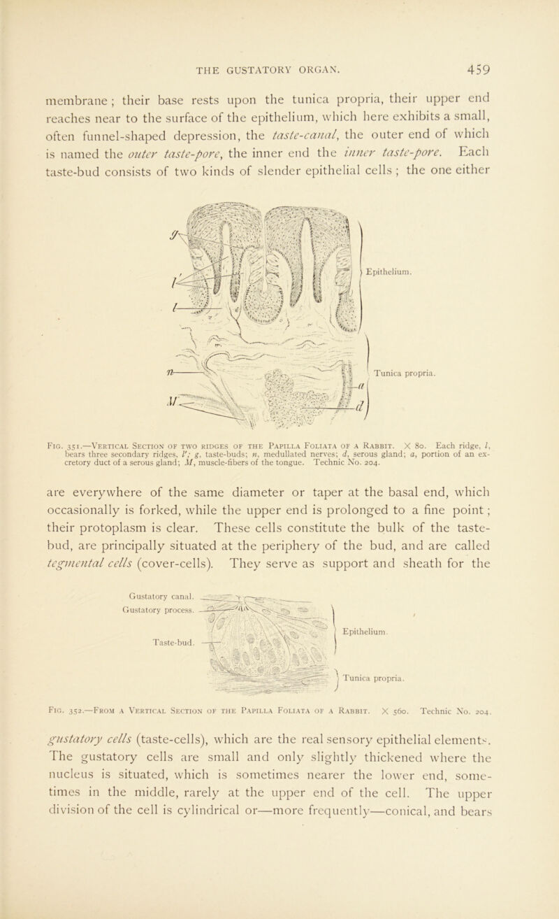 membrane ; their base rests upon the tunica propria, their upper end reaches near to the surface of the epithelium, which here exhibits a small, often funnel-shaped depression, the tciste-canal, the outer end of which is named the outer taste-pore, the inner end the inner taste-pore. Each taste-bud consists of two kinds of slender epithelial cells ; the one either Fig. 351.—Vertical Section of two ridges of the Papilla Foliata of a Rabbit. X 80. Each ridge, l, bears three secondary ridges, V; g, taste-buds; n, medullated nerves; d, serous gland; a, portion of an ex- cretory duct of a serous gland; M, muscle-fibers of the tongue. Technic No. 204. are everywhere of the same diameter or taper at the basal end, which occasionally is forked, while the upper end is prolonged to a fine point; their protoplasm is clear. These cells constitute the bulk of the taste- bud, are principally situated at the periphery of the bud, and are called tegmental cells (cover-cells). They serve as support and sheath for the Gustatory canal. Gustatory process. Taste-bud. Epithelium. Tunica propria. / Fig. 352.—From a Vertical Section of the Papilla Foliata of a Rabbit. X 560. Technic No. 204. gustatory cells (taste-cells), which are the real sensory epithelial elements. The gustatory cells are small and only slightly thickened where the nucleus is situated, which is sometimes nearer the lower end, some- times in the middle, rarely at the upper end of the cell. The upper division of the cell is cylindrical or—more frequently—conical, and bears