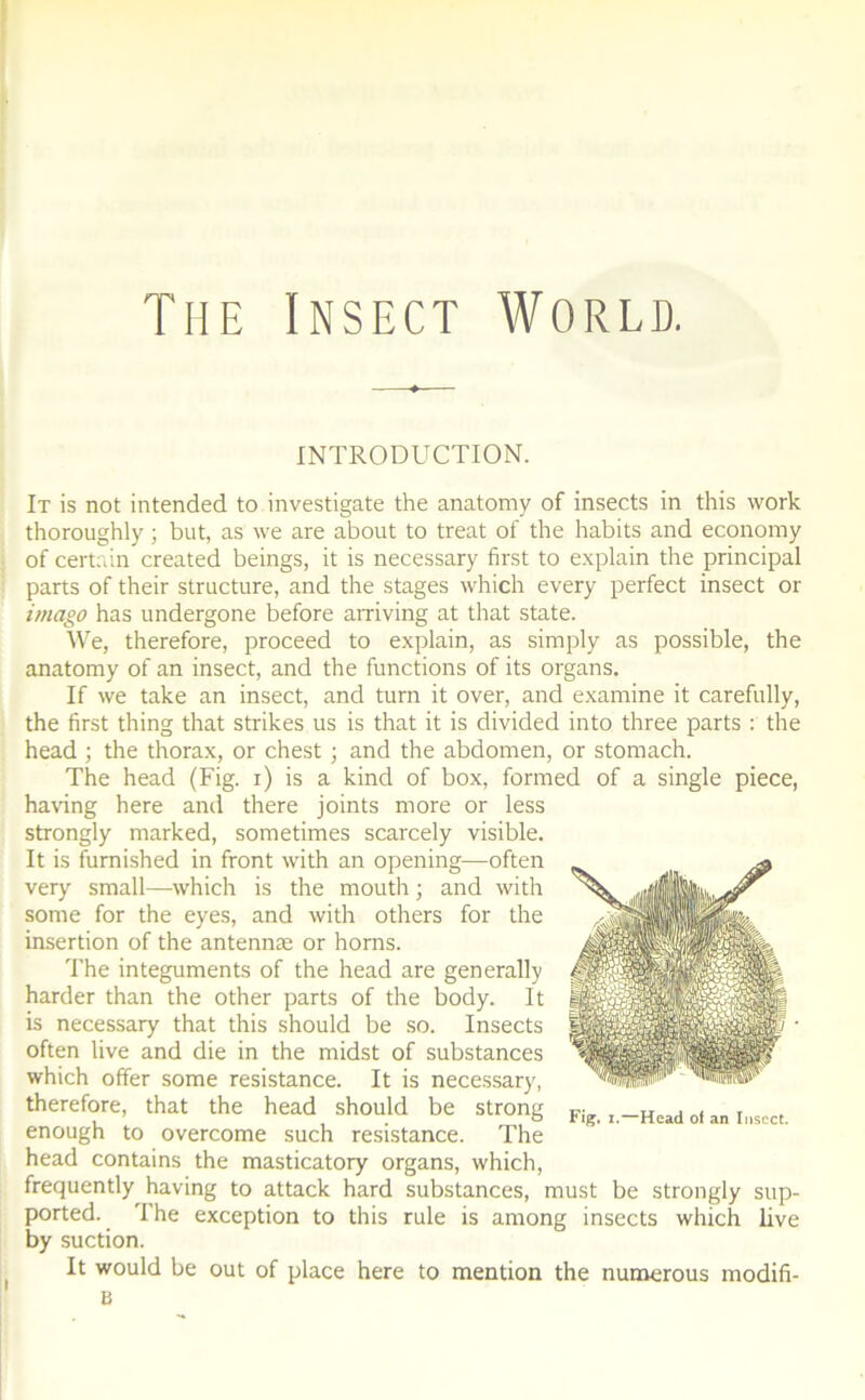 The Insect World. INTRODUCTION. It is not intended to investigate the anatomy of insects in this work thoroughly ; but, as we are about to treat of the habits and economy of certain created beings, it is necessary first to explain the principal parts of their structure, and the stages which every perfect insect or imago has undergone before arriving at that State. We, therefore, proceed to explain, as sirnply as possible, the anatomy of an insect, and the functions of its organs. If we take an insect, and turn it over, and examine it carefully, the first thing that strikes us is that it is divided into three parts : the head ; the thorax, or chest ; and the abdomen, or stomach. The head (Fig. i) is a kind of box, formed of a single piece, having here and there joints more or less strongly marked, sometimes scarcely visible. It is furnished in front with an opening—often very small—which is the mouth ; and with some for the eyes, and with others for the insertion of the antennæ or horns. The integuments of the head are generally harder than the other parts of the body. It is necessary that this should be so. Insects often live and die in the midst of substances which offer some résistance. It is necessary, therefore, that the head should be strong enough to overcome such résistance. The head contains the masticatory organs, which, frequently having to attack hard substances, must be strongly sup- ported. The exception to this rule is among insects which live by suction. It would be out of place here to mention the numerous modifi- B Fig. i.—Head of an Insect.