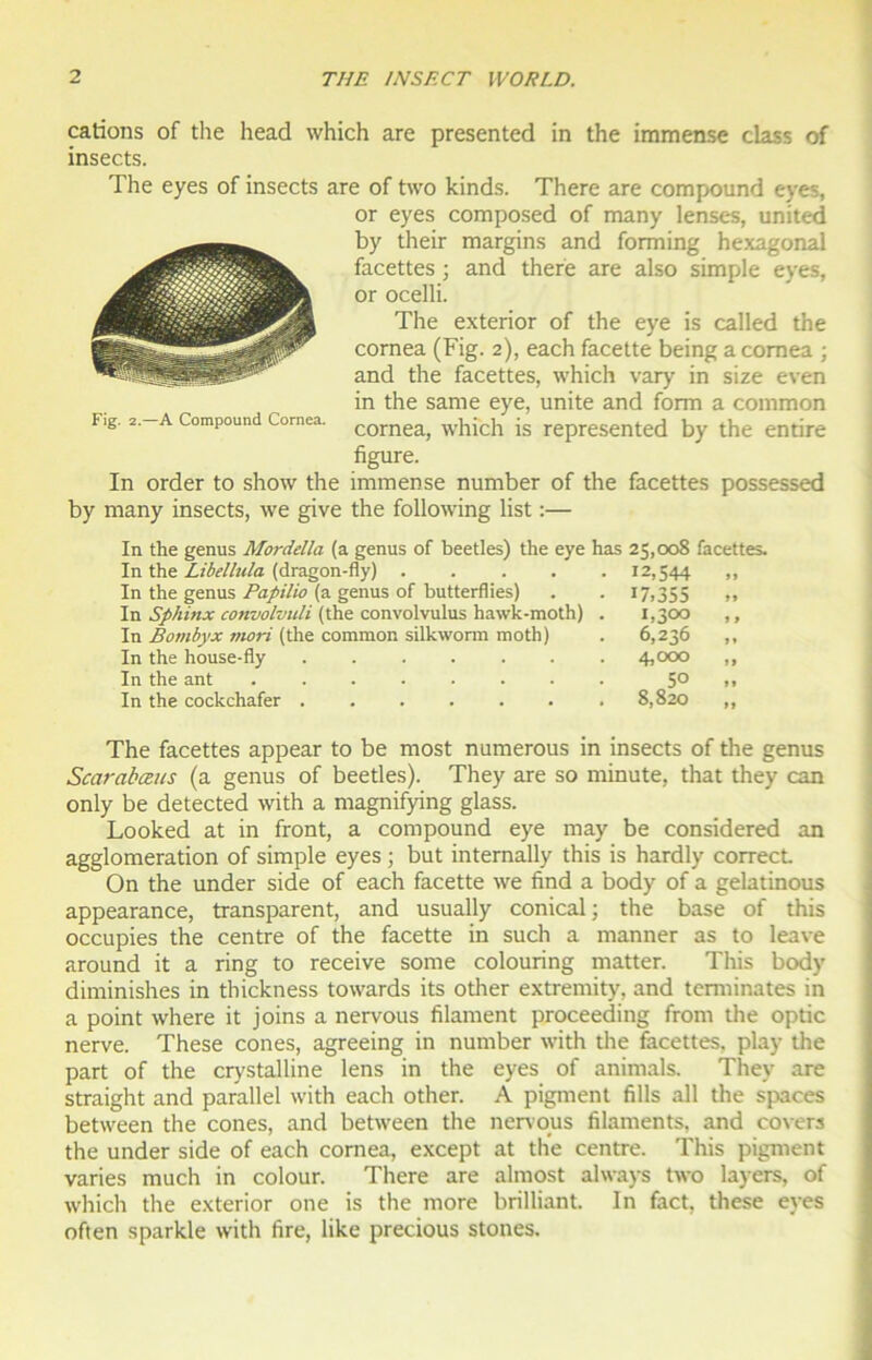 cations of the head which are presented in the immense class of insects. The eyes of insects are of two kinds. There are compound eyes, or eyes composed of many lenses, united by their margins and forming hexagonal facettes ; and there are also simple eyes, or ocelli. The exterior of the eye is called the cornea (Fig. 2), each facette being a comea ; and the facettes, which vary in size even in the same eye, unité and form a common Fig. 2—A Compound Cornea. cornea) which is represented by the entire figure. In order to show the immense number of the facettes possessed by many insects, we give the following list :— In the genus Mordella (a genus of beetles) the eye has 25,008 facettes. In the Libellula (dragon-fly) ..... 12,544 In the genus Papilio (a genus of butterflies) . . 17,355 In Sphinx convolvitli (the convolvulus hawk-moth) . 1,300 In Bombyx mori (the common silkwonn moth) . 6,236 In the house-fly ....... 4,000 In the ant 5° In the cockchafer 8,820 The facettes appear to be most numerous in insects of the genus Scarabœus (a genus of beetles). They are so minute, that they can only be detected with a magnifying glass. Looked at in front, a compound eye may be considered an agglomération of simple eyes ; but internally this is hardly correct On the under side of each facette we find a body of a gelatinous appearance, transparent, and usually conical; the base of this occupies the centre of the facette in such a manner as to leave around it a ring to receive some colouring matter. This body diminishes in thickness towards its other extremity, and terminâtes in a point where it joins a nervous filament proceeding from the optic nerve. These cônes, agreeing in number with the facettes, play the part of the crystalline lens in the eyes of animais. They are straight and parallel with each other. A pigment fills ail the spaces between the cônes, and between the nervous filaments, and covers the under side of each cornea, except at the centre. This pigment varies much in colour. There are almost always two layers, of which the exterior one is the more brilliant. In fact, these eyes often sparkle with fire, like precious stones.