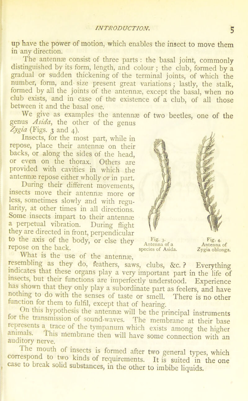 up hâve the power of motion, which enables the insect to move them in any direction. The antennæ consist of three parts : the basal joint, commonly distinguished by its form, length, and colour ; the club, formed by a graduai or sudden thickening of the terminal joints, of which the number, form, and size présent great variations; lastly, the stalk, formed by ail the joints of the antennæ, except the basal, when no club exists, and in case of the existence of a club, of ail those between it and the basal one. We give as examples the antennæ of two beetles, one of the genus Asida, the other of the genus Zygia (Figs. 3 and 4). Insects, for the most part, while in repose, place their antennæ on their backs, or along the sides of the head, or even on the thorax. Others are provided with cavities in which the antennæ repose either wholly or in part. During their different movements, insects move their antennæ more or less, sometimes slowly and with regu- larity, at other times in ail directions. Some insects impart to their antennæ a perpétuai vibration. During flight they are directed in front, perpendicular to the axis of the body, or else they repose on the back. What is the use of the antennæ, resembling as they do, feathers, saws, clubs, &c. ? } G indicates that these organs play a very important part in the life of insects, but their functions are imperfectly understood. Expérience has shown that they only play a subordinate part as feelers, and hâve nothing to do with the senses of taste or smell. There is no other tunction for them to fulfil, except that of hearing. On this hypothesis the antennæ will be the principal instruments for the transmission of sound-waves. The membrane at their base represents a trace of the tympanum which exists among the higher anima s. his membrane then will hâve some connection with an auditory nerve. 1 he mouth of insects is formed after two general types, which correspond to two kinds of requirements. It is suited in the one case to break sohd substances, in the other to imbibe liquids. a Fig' 3' r Antenna of a species of Asida. Fig. 4. Antenna of Zygia oblonga. Everything