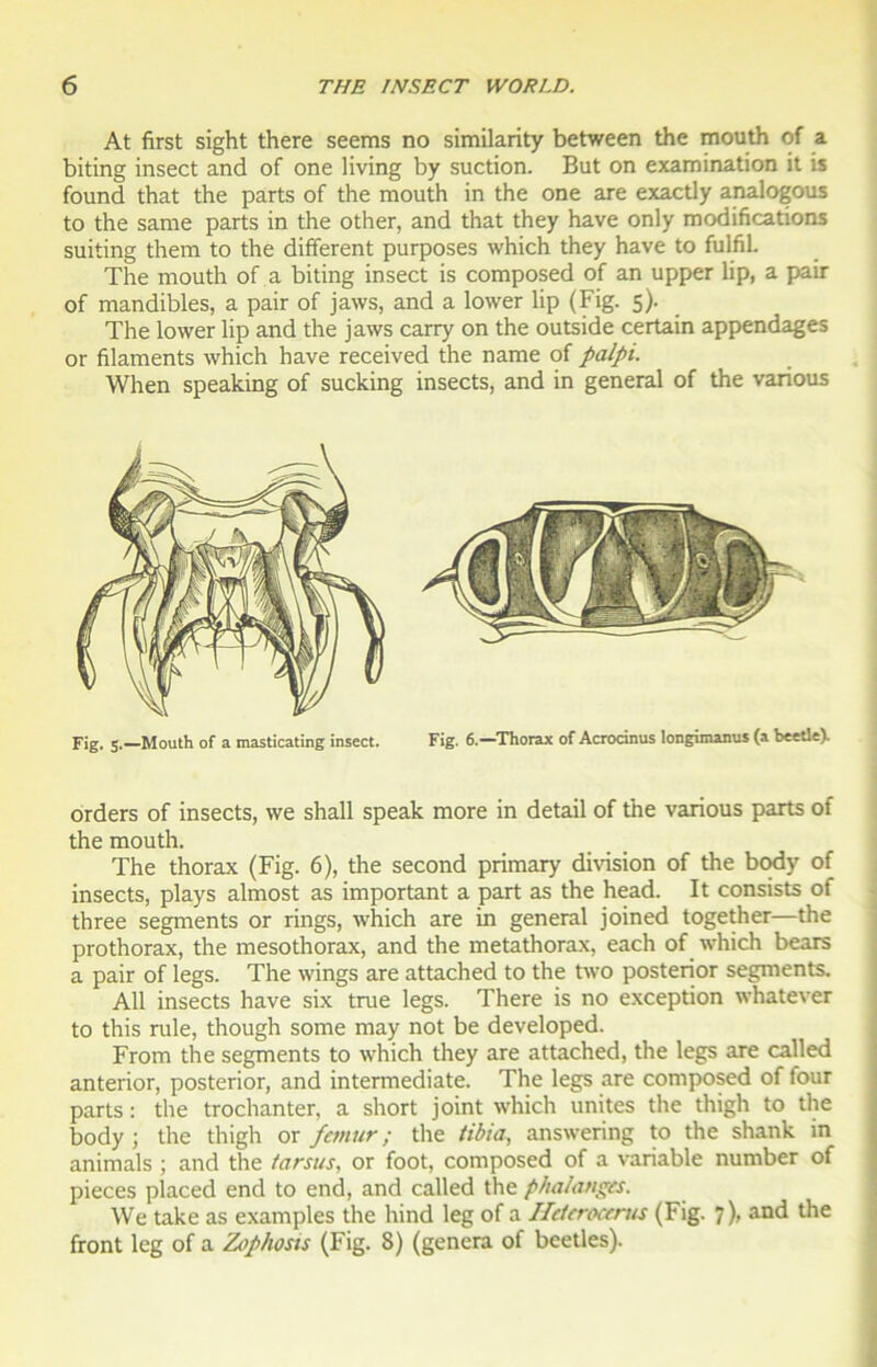 At first sight there seems no similarity between the mouth of a biting insect and of one living by suction. But on examination it is found that the parts of the mouth in the one are exactly analogous to the same parts in the other, and that they hâve only modifications suiting them to the different purposes which they hâve to fulfil. The mouth of a biting insect is composed of an upper lip, a pair of mandibles, a pair of jaws, and a lower lip (Fig. 5). The lower lip and the jaws carry on the outside certain appendages or filaments which hâve received the name of palpi. When speaking of sucking insects, and in general of the various Fig. 5.—Mouth of a masticating insect. Fig. 6.—Thorax of Acrocinus longimanus (a beetleV orders of insects, we shall speak more in detail of the various parts of the mouth. The thorax (Fig. 6), the second primary division of the body of insects, plays almost as important a part as the head. It consists of three segments or rings, which are in general joined together—the prothorax, the mesothorax, and the metathorax, each of which bears a pair of legs. The wings are attached to the two posterior segments. Ail insects hâve six true legs. There is no exception whatever to this rule, though some may not be developed. From the segments to which they are attached, the legs are called anterior, posterior, and intermediate. The legs are composed of four parts : the trochanter, a short joint which unîtes the thigh to the body ; the thigh or fémur ; the tibia, answering to the shank in animais ; and the tarsus, or foot, composed of a variable number of pièces placed end to end, and called the phalanges. We take as examples the hind leg of a Heterocenis (Fig. 7), and the front leg of a Zophosts (Fig. 8) (généra of beetles).