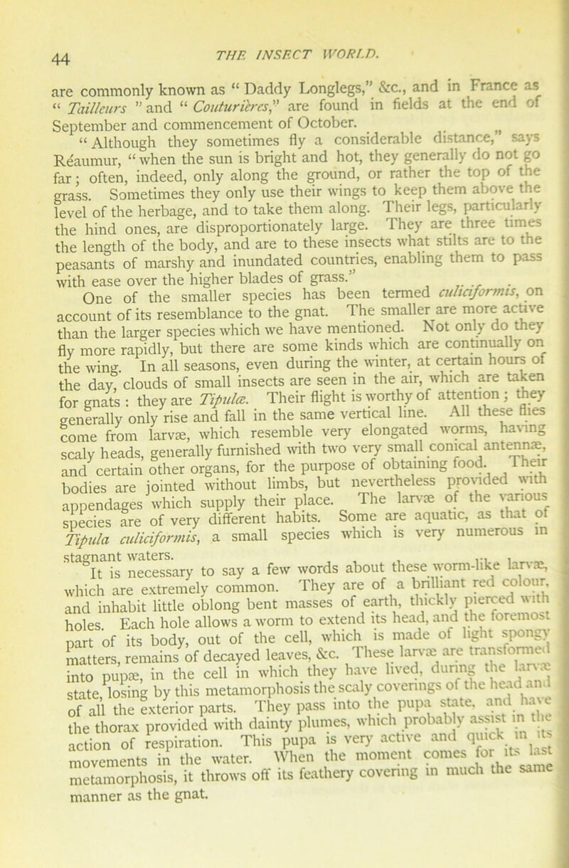 are commonly known as “ Daddy Longlegs,” &c., and in France as “ Tailleurs ” and “ Couturièresare found in fields at the end of September and commencement of October. n “ Although they sometimes fly a considérable distance, says Re'aumur, “ when the sun is bright and hot, they generaliy do not go far ; often, indeed, only along the ground, or rather the top of the grass. Sometimes they only use their wings to keep them above the level of the herbage, and to take them along. Their legs, particularly the hind ones, are disproportionately large. They are three times the length of the body, and are to these insects what stüts are to the peasants of marshy and inundated countries, enablmg them to pass with ease over the higher blades of grass. One of the smaller species has been termed euheiformts, on account of its resemblance to the gnat. The smaller are more acm e than the larger species which we hâve mentioned. Not only do they fly more rapidly, but there are some kinds which are contmually on the wing. In ail seasons, even during the winter, at certain h ours oi the day, clouds of small insects are seen in the air, winch are taken for gnats : they are Tipulæ. Their flight is worthy of attention ; they generaliy only rise and fall in the same vertical line. Ail these Aies corne from larvæ, which resemble very elongated worms, havmg scaly heads, generaliy furnished with two very small comcal antennæ, and certain other organs, for the purpose of obtaming food Their bodies are iointed without limbs, but nevertheless pjovtded with appendages which supply their place. The larvæ of the yanous species are of very different habits. Some are aquatic, as that of Tipula culiciformis, a small species which is very numerous m Rta°It is necessary to say a few words about these worm-like larvæ, which are extremely common. They are of a bnlhant red colour, and inhabit little oblong bent masses of earth, tlncklv pierced \\ ith holes Each hole allows a worm to extend its head, and the foremost part of its body, out of the cell, which is made ot hght spongv matters, remains of decayed leaves, &c. These larvæ are transfomied into pupæ, in the cell in which they hâve lived, during the larvæ state losing by this metamorphosis the scaly covenngs ot the head and of aü the exterior parts. They pass into the papa state. and hâve the thorax provided with dainty plumes, which probably assist 1 action of respiration. This pupa is very active and quick in its movements in the water. When the moment cornes for its last metamorphosis, it throws off its feathery covenng in much the same manner as the gnat.