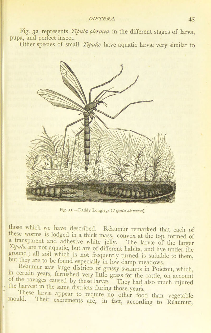 Fig. 32 represents Tipula oleracea in the different stages of larva, pupa, and perfect insect. Other species of small Tipula hâve aquatic larvæ very similar to Fig. 32.—Daddy Longlegs ( Tipula oleracea) those which we hâve described. Réaumur remarked that each of these worms is lodged in a thick mass, convex at the top, formed of a transparent and adhesive white jelly. The larvæ of the larger ipu/ce are not aquatic, but are of different habits, and live under the ground ; ail soil which is not frequently turned is suitable to them, but they are to be found especially in low damp meadows. Réaumur saw large districts of grassy swamps in Poictou, which, in certain years, furnished very little grass for the cattle, on account o îe ravages caused by these larvæ. They had also mu ch injured ; l'ie Rytrvest in the same districts during those years. J hese larvæ appear to require no other food than vegetable mou . îeir excrements are, in fact, according to Réaumur,