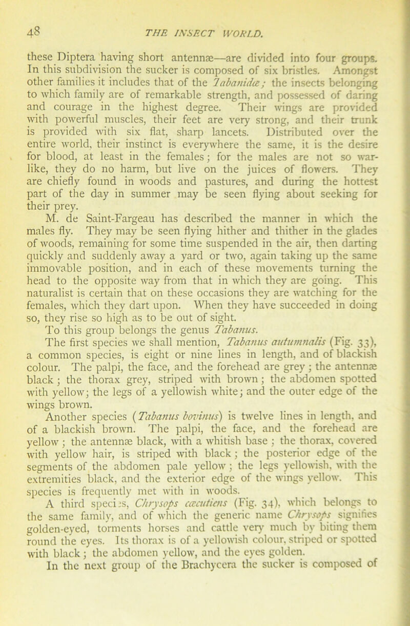 these Diptera having short antennæ—are divided into four groups. In this subdivision the sucker is composed of six bristles. Amongst other families it includes tliat of the labanidæ; the insects belonging to which family are of remarkable strength, and possessed of daring and courage in the highest degree. Their wings are provided with powerful muscles, their feet are very strong, and their trunk is provided with six fiat, sharp lancets. Distributed over the entire world, their instinct is everywhere the same, it is the desire for blood, at least in the females ; for the males are not so war- like, they do no harm, but live on the juices of flowers. They are chiefly found in woods and pastures, and during the hottest part of the day in summer may be seen flying about seeking for their prey. M. de Saint-Fargeau has described the manner in which the males fly. They may be seen flying hither and thither in the glades of woods, remaining for some time suspended in the air, then darting quickly and suddenly away a yard or two, again taking up the same immovable position, and in each of these movements turning the head to the opposite way from that in which they are going. This naturalist is certain that on these occasions they are watching for the females, which they dart upon. When they hâve succeeded in doing so, they rise so high as to be out of sight. To this group belongs the genus Tabanus. The first species we shall mention, Tabanus autumnaHs (Fig. 33), a common species, is eight or nine Unes in length, and of blackish colour. The palpi, the face, and the forehead are grey ; the antennæ black ; the thorax grey, striped with brown ; the abdomen spotted with yellow ; the legs of a yellowish white; and the outer edge of the wings brown. Another species ( Tabanus bovinus) is twelve Unes in length, and of a blackish brown. The palpi, the face, and the forehead are yellow ; the antennæ black, with a whitish base ; the thorax, covered with yellow hair, is striped with black ; the posterior edge of the segments of the abdomen pale yellow ; the legs yellowish, with the extremities black, and the exterior edge of the wings yellow. This species is frequently met with in woods. A third spechs, Chrysops cœcutiens (Fig. 34), which belongs to the same family, and of which the generic name Chrysops signifies golden-eyed, torments horses and cattle very much by biting them round the eyes. Its thorax is of a yellowish colour. striped or spotted with black ; the abdomen yellow, and the eyes golden. In the next group of the Brachycera the sucker is composed of