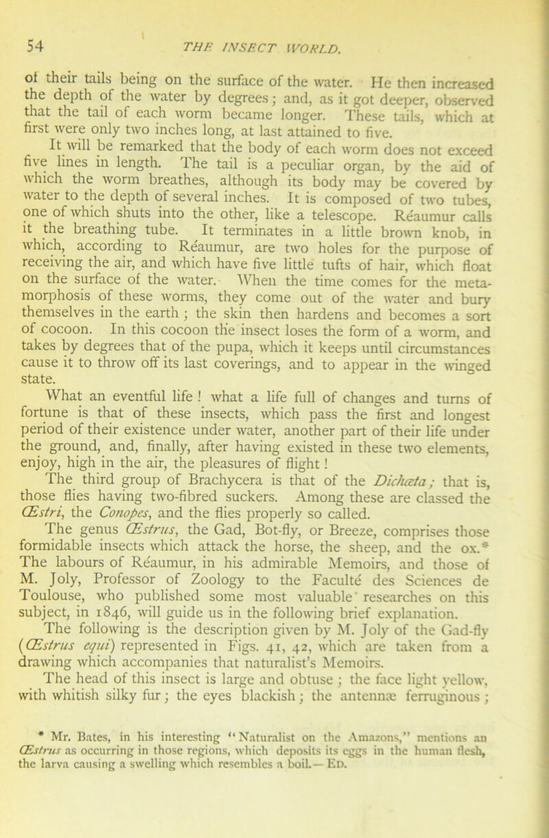 of their tails being on the surface of the water. He then increased the depth of the water by degrees ; and, as it got deeper, observed that the tail of each worm became longer. These tails, which at first were only two inches long, at last attained to five. Itwill be remarked that the body of each worm does not exceed five Unes in length. The tail is a peculiar organ, by the aid of which the worm breathes, although its body may be‘ covered by water to the depth of several inches. It is composed of two tubes, one of which shuts into the other, like a telescope. Reaumur calls it the breathing tube. It terminâtes in a little brown knob, in which, according to Reaumur, are two holes for the purpose of receiving the air, and which hâve five little tufts of hair, which float on the surface of the water. When the time cornes for the meta- morphosis of these worms, they corne out of the water and bury themselves in the earth ; the skin then hardens and becomes a sort of cocoon. In this cocoon the insect loses the form of a worm, and takes by degrees that of the pupa, which it keeps until circumstances cause it to throw off its last coverings, and to appear in the winged State. What an eventful life ! what a life full of changes and tums of fortune is that of these insects, which pass the first and longest period of their existence under water, another part of their life under the ground, and, finally, after having existed in these two éléments, enjoy, high in the air, the pleasures of flight ! The third group of Brachycera is that of the Dichœta; that is, those Aies having two-fibred suckers. Among these are classed the Œstri, the Conopcs, and the Aies properly so called. The genus Œstrus, the Gad, Bot-fly, or Breeze, comprises those formidable insects which attack the horse, the sheep, and the ox.* The labours of Re'aumur, in his admirable Mémoire, and those of M. Joly, Professor of Zoology to the Faculté' des Sciences de Toulouse, who published some most valuable' researches on this subject, in 1846, will guide us in the following brief explanation. The following is the description given by M. Joly of the Gad-fly (Œstrus equi) represented in Figs. 41, 42, which are taken from a drawing which accompanies that naturalisas Mémoire. The head of this insect is large and obtuse ; the face light yellow, with whitish silky fur ; the eyes blackish ; the antennæ ferruginous ; * Mr. Bâtes, in his interesting “Naturalist on the Amazons,” mentions an Œstrus as occurring in those régions, which deposils its cggs in the human llesh, the larva causing a swelling which rcsembles a boil.— Ed.