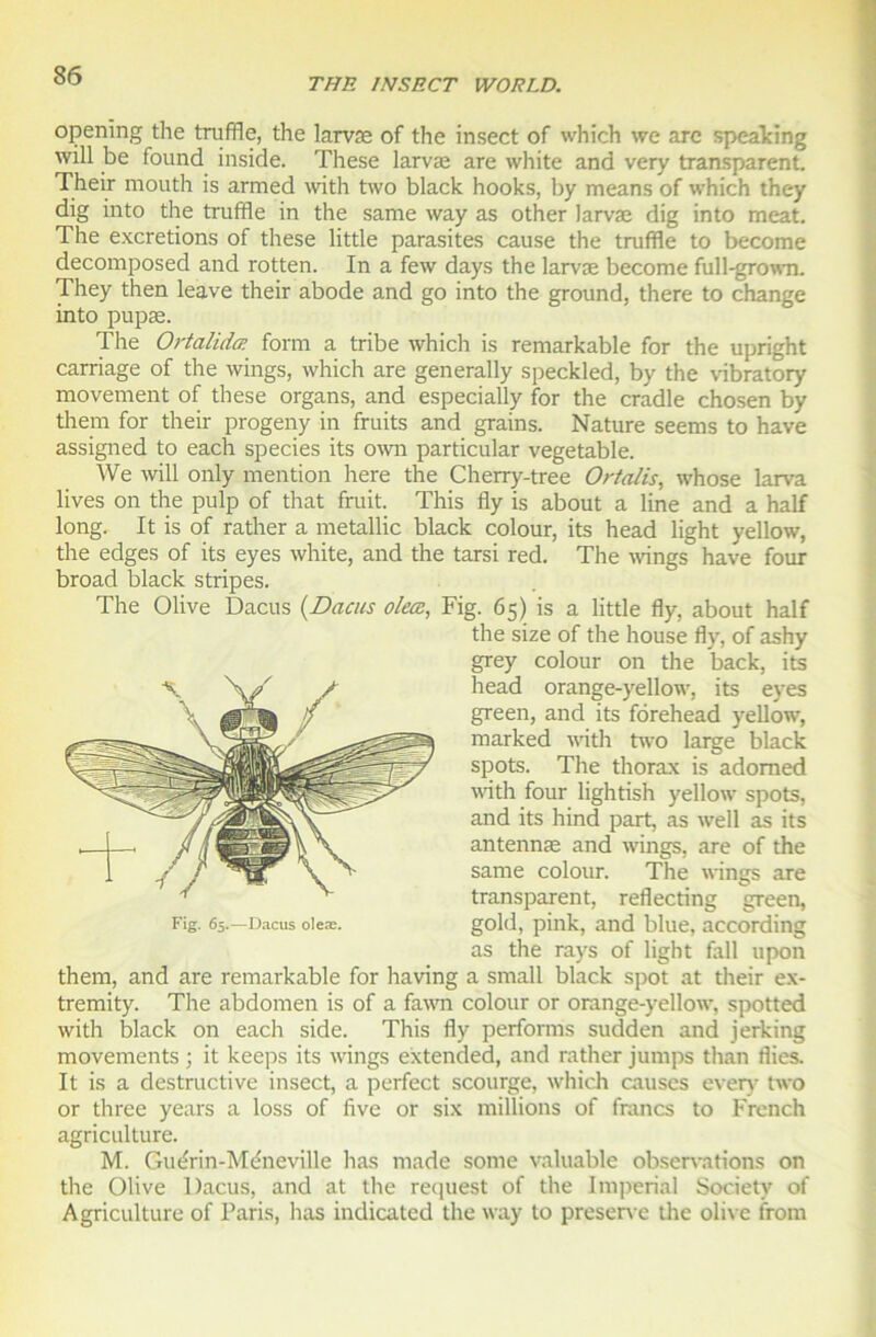 THE INSECT WORLD. openïng the truffle, the larvæ of the insect of which we arc speaking will be found inside. These larvæ are white and very transparent. Their mouth is armed with two black hooks, by means of which they dig into the truffle in the same way as other larvæ dig into méat. The excrétions of these little parasites cause the truffle to become decomposed and rotten. In a few days the larvæ become full-grown. They then leave their abode and go into the ground, there to change into pupæ. The Ortalidcp. form a tribe whicli is remarkable for the upright carriage of the wings, which are generally speckled, by the vibratory movement of these organs, and especially for the cradle chosen by them for their progeny in fruits and grains. Nature seems to hâve assigned to each species its own particular vegetable. We will only mention here the Cherry-tree Ortalis, whose larva lives on the pulp of that fruit. This fly is about a line and a half long. It is of rather a metallic black colour, its head light yellow, the edges of its eyes white, and the tarsi red. The -wings hâve four broad black stripes. The Olive Dacus (Dacus oleœ, Fig. 65) is a little fly, about half the size of the house fly, of ashy grey colour on the back, its head orange-yellow, its eyes green, and its forehead yellow, marked with two large black spots. The thorax is adomed with four lightish yellow spots, and its hind part, as well as its antennæ and wings, are of the same colour. The wings are transparent, reflecting green, gold, pink, and blue, according as the rays of light fall upon them, and are remarkable for having a small black spot at their ex- tremity. The abdomen is of a fawn colour or orange-yellow, spotted with black on each side. This fly perforais sudden and jerking movements ; it keeps its wings extended, and rather jumps than Aies. It is a destructive insect, a perfect scourge, which causes every two or three years a loss of five or six millions of francs to French agriculture. M. Guérin-Meneville lias made some valuable observations on the Olive Dacus, and at the request of the Impérial Society of Agriculture of Paris, lias indicated the way to préservé the olive from Fig. 65.—Dacus oleæ.