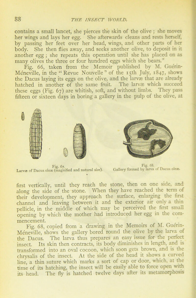 contains a small lancet, she pierces the skin of the olive ; she moves her wings and lays her egg. She afterwards cleans and rests herself, by passing her feet over her head, wings, and other parts of her body. She then Aies away, and seeks another olive, to deposit in it another egg ; she repeats this operation until she has placed on as many olives the three or four hundred eggs which she bears/’ Fig. 66, taken from the Memoir published by M. Guérin- Méneville, in the “Revue Nouvelle” of the i5th July, 1847, shows the Dacus laying its eggs on the olive, and the larvæ that are already hatched in another of the same fruit. The larvæ which succeed these eggs (Fig. 67) are whitish, soft, and without limbs. They pass fifteen or sixteen days in boring a gallery in the pulp of the olive, at Fig. 67. Larvæ of Dacus oleæ (magnified and natural size). Fig. 68. Gallery formed by laiva of Dacus oleæ. first vertically, until they reach the stone, then on one side, and along the side of the stone. When they hâve reached the tenu of their development, they approach the surface, enlarging the first channel and leaving between it and the exterior air only a thin pellicle, in the middle of which may be perceived the first small opening by which the mother had introduced her egg in the com- mencement. Fig. 68, copied from a drawing in the Memoirs of M. Gue'nn- Méneville, shows the gallery bored round the olive by tire larva of the Dacus. The larva thus préparés an easy issue for the perfect insect. Its skin then contracts, its body diminishes in length, and is transformed into an oval cocoon, which soon gets brown, and is the chrysalis of the insect. At the side of the head it shows a curved line, a thin suture which marks a sort of cap or door, which. at the time of its hatching, the insect will be easily able to force open with its head. The fly is hatched twelve days aller its metamorphosis