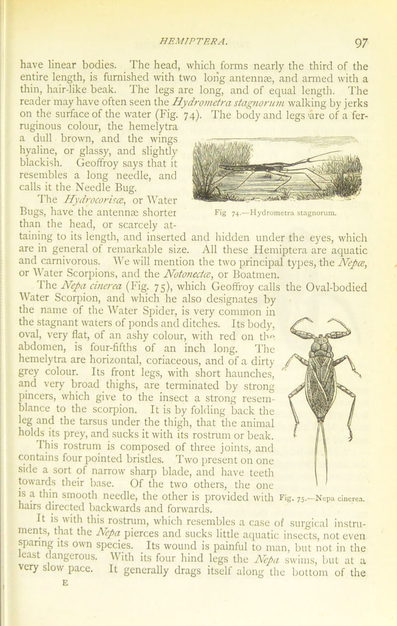 hâve linear bodies. The head, which forms nearly the third of the entire length, is furnished with two long antennæ, and armed with a thin, hair-like beak. The legs are long, and of equal length. The reader may hâve often seen the Hydrometra stagnorum walking by jerks on the surface of the water (Fig. 74). The body and legs 'are of a fer- ruginous colour, the hemelytra a dull brown, and the wings hyaline, or glassy, and slightly blackish. Geoffroy says that it resembles a long needle, and calls it the Needle Bug. The Hydrocorisœ, or Water Bugs, hâve the antennæ shorter than the head, or scarcely at- taining to its length, and inserted and hidden under the eyes, which are in general of remarkable size. Ail these Hemiptera are aquatic and carnivorous. We will mention the two principal types, the Nepæ, or Water Scorpions, and the Notonectes, or Boatmen. The Nepa cinerea (Fig. 75), which Geoffroy calls the Oval-bodied Water Scorpion, and which he also désignâtes by the name of the Water Spider, is very common in the stagnant waters of ponds and ditches. Its body, oval, very flat, of an ashy colour, with red on the abdomen, is four-fifths of an inch long. The hemelytra are horizontal, coriaceous, and of a dirty grey colour. Its front legs, with short haunches, and very broad thighs, are terminated by strong pincers, which give to the insect a strong resem- blance to the scorpion. It is by folding back the leg and the tarsus under the thigh, that the animal holds its prey, and sucks it with its rostrum or beak. This rostrum is composed of three joints, and contains four pointed bristles. Two présent on one side a sort of narrow sharp blade, and hâve teeth towards their base. Of the two others, the one is a thin smooth needle, the other is provided with Fie. 75.—Nepa cinerea. hairs directed backwards and forwards. It is with this rostrum, which resembles a case of surgical instru- ments, that the Nepa pierces and sucks little aquatic insects, not even sparing its own species. Its wound is painful to man, but not in the least dangerous. With its four hind legs the Nepa swims, but at a very slow pace. It generally drags itself along the bottom of the E Fig 74.—Hydrometra stagnorum.