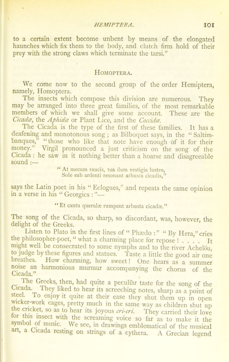 ; • HEMIPTERA. IOI to a certain extent become unbent by means of the elongated haunches which fix them to the body, and clutch firm hold of their prey with the strong claws which terminate the tarsi.” Homoptera. We corne now to the second group of the order Hemiptera, namely, Homoptera. The insects which compose this division are numerous. They may be arranged into three great families, of the most remarkable members of which we shall give some account. These are the Cicadæ, the Aphidæ or Plant Lice, and the Coccidæ. The Cicada is the type of the first of these families. It has a deafening and monotonous song ; as Bilboquet says, in the “ Saltim- banques,” “those who like that note hâve enough of it for their money.” Virgil pronounced a just criticism on the song of the Cicada : he saw in it nothing better than a hoarse and disagreeable sound :— “ At mecum raucis, tua dum vestigia lustro, Sole sub ardenti résonant arbusta cicadis,” says the Latin poet in his “ Eclogues,” and repeats the same opinion in a verse in his “ Georgics : ”— “Et cantu queralæ rumpent arbusta cicadæ.” The song of the Cicada, so sharp, so discordant, was, however, the delight of the Greeks. Listen to Plato in the first lines of “ Phædo “ By Hera,” cries the philosopher-poet, “ what a charming place for repose !...'. It might well be consecrated to some nymphs and to the river Achelou, to judge by these figures and statues. Taste a little the good air oné breathes. How charming, how sweet ! One hears as a summer notse an harmonious murmur accompanying the chorus of the Cicada.” The Greeks, then, had quite a peculiàr taste for the song of the Ctcada They liked to hear its screeching notes, sharp as a point of Steel. lo enjoyit quite at their ease they shut them up in open wicker-work cages, pretty much in the same way as children shut up tne cncket, so as to hear its joyous cri-cri. They carried their love tor this insect with the screaming voice so far as to make it the Symbol of music. We see, in drawings emblematical of the musical art, a Cicada resting on strings of a cythera. A Grecian legend