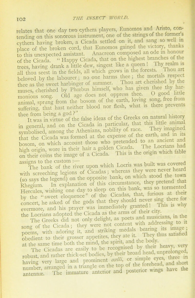 relates that one day two cythera players, Eunomos and Ansto, con- tending on this sonorous instrument, one of the stnngs of the former’s cythera having broken, a Cicada settled on it, and sang so well m place of the broken cord, that Eunomos gained the victory, thanks to this unexpected assistant. Anacréon composed an ode m honour of the Cicada. “ Happy Cicada, that on the highest branches of the trees, having drank a little dew, singest like a queen ! Ihy realm is ail thou seest in the fields, ail winch grows m the forests 1 hou art beloved by the labourer ; no one harms thee ; the mortels respect thee as the7 sweet harbinger of summer. Thou art chenshed b> the muses, cherished by Phœbus himself, who has given thee thy har- monious song. Old âge does not oppress thee. O good ln.le animal, sprung from the bosom of the earth, lovmg song, free îrom suffering, that hast neither blood nor flesh, what îs there prevente theeitfwas mvntuegofdthe false ideas of the Greeks on natural history in general, and on the Cicada in particular, that this little animal symbolised, among the Athenians nobihty of race. They imagn that the Cicada was formed at the expense of the earth, and m its bosom, on which account those who pretended to an^micient and high origin, wore in their haïr a golden Cicada. . . r . on theircoins the image of a Cicada. This is the ongin which fable ““'f'hVbànk 'of'thc river upon which Locris rvas built was covered Screechms légions of Cicadas ; whereas they were never heard so says the legend) on the opposite bank, on which stood the town aérium I.Î expiration of this circumstance, they prétend tha Hercules wishing one day to sleep on this bank, was so tormented bv dm “sTeet éloquence” of the Cicadas, that, funous at the.r concert, Im astd o? the gods that they shou.d never sing <here£ evermore, and lus prayer was immediately gmn e _ the Locrians adopted the Cicada as the arms of their cit). . ' Tlie Greeks did not only delight, as poets and mus= m the rv tVi#> r'irirln • thev were not content witli addressmg to poems, with adoring it, and striking medals bearmg its miage^ obedient to their grosser appetites, they ate ^ > at the same time both the mind the spint, and lie The Cicadas are easily to be recogmsed by their liea'>’ 'J robust and rather thick-set bodies, by their broad head, unprolonged h avili u very large and prominent ocd/i, or simple eyes, three m nuZer man-ed in a triangle on the top of the forehead, and short an enni The immature ^antenor and postenor wmgs hâve the