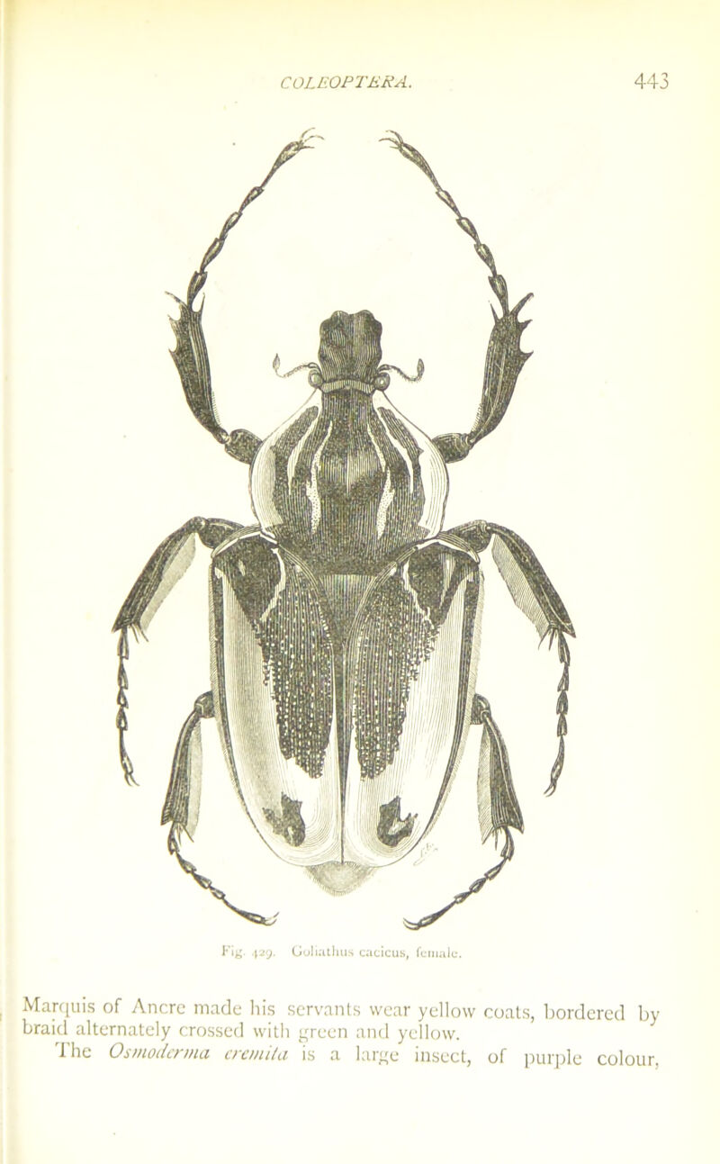 Fig- 429. Golialhus cacicus, femalc. Marquis of Ancre made his servants wear yellow coats, bordered by braid alternately crossed with green and yellow. The Osmoderma eremita is a large insect, of purple colour,