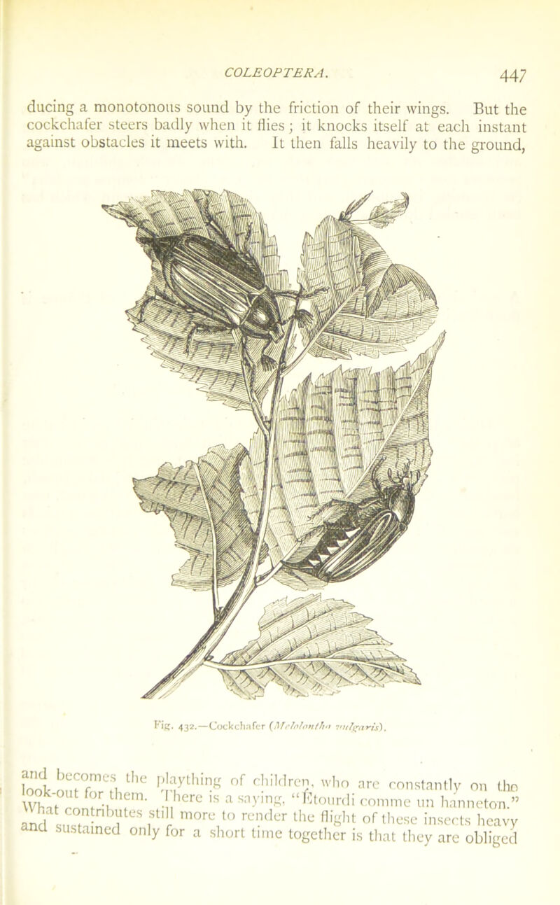 ducing a monotonous Sound by the friction of their wings. But the cockchafer steers badly when it Aies ; it knocks itself at each instant against obstacles it meets vvith. It then falls heavily to the ground, Fig. 432.—Cockchafer (,Mclolonthn vulgaris). lhe PJ:lything °f dlildrc?g who constantly on the \Vhat rontrb T'' ihere IS a snyig- “Étourdi comme un hanneton.” and bi 1 r tn0re1t0 render the flight ofthese insects heavy ü sustained only for a short time together is that they are obliger!