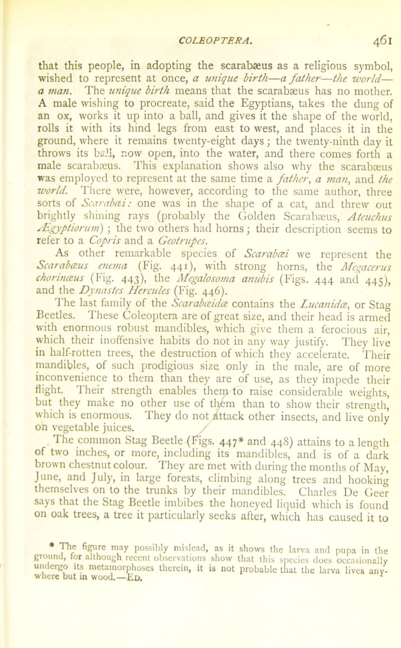 that this people, in adopting the scarabæus as a religious Symbol, wished to represent at once, a unique birth—a father—the world— a man. The unique birth means that the scarabæus has no mother. A male wishing to procreate, said the Egyptians, takes the dung of an ox, works it up into a bail, and gives it the shape of the world, rolls it with its hind legs from east to west, and places it in the ground, where it remains twenty-eight days ; the twenty-ninth day it throws its bal.], now open, into the water, and there cornes forth a male scarabæus. This explanation shows also why the scarabæus was employed to represent at the sanie time a father, a man, and the ■world. There were, however, according to the same author, three sorts of Scarabai: one was in the shape of a cat, and threw out brightly shilling rays (probably the Golden Scarabæus, Ateuchus Ægyptiorum) ; the two others had horns ; their description seems to refer to a Copris and a Geotrupes. As other remarkable species of Scarabœi we represent the Scarabæus enema (Fig. 441), with strong horns, the Megacerus chorinœus (Fig. 443), the Megalosoma amibis (Figs. 444 and 445), and the Dynastes Hercules (Fig. 446). The last family of the Scarabœidæ contains the Lucanidæ, or Stag Beetles. These Coleoptera are of great size, and their head is armed with enormous robust mandibles, which give them a ferocious air, which their inoffensive habits do not in any way justify. They live in half-rotten trees, the destruction of which they accelerate. Their mandibles, of such prodigious size only in the male, are of more inconvenience to them than they are of use, as they impede their flight. Their strength enables them to raise considérable weights, but they make no other use of them than to show their strength, which is enormous. They do not ittack other insects, and live only on vegetable juices. The common Stag Beetle (Figs. 447* and 448) attains to a length of two inches, or more, including its mandibles, and is of a dark brown chestnut colour. They are met with during the months of May, J une, and July, in large forests, climbing along trees and hooking themselves on to the trunks by their mandibles. Charles De Geer says that the Stag Beetle imbibes the honeyed liquid which is found on oak trees, a tree it particularly seeks after, which has caused it to * The figure may possibly mislead, as it shows the larva and pupa in the ground, for although recent observations show that this spccies does occasionally undergo its métamorphosés therein, it is not probable that the larva lives any- where but in wood.—Ed. x