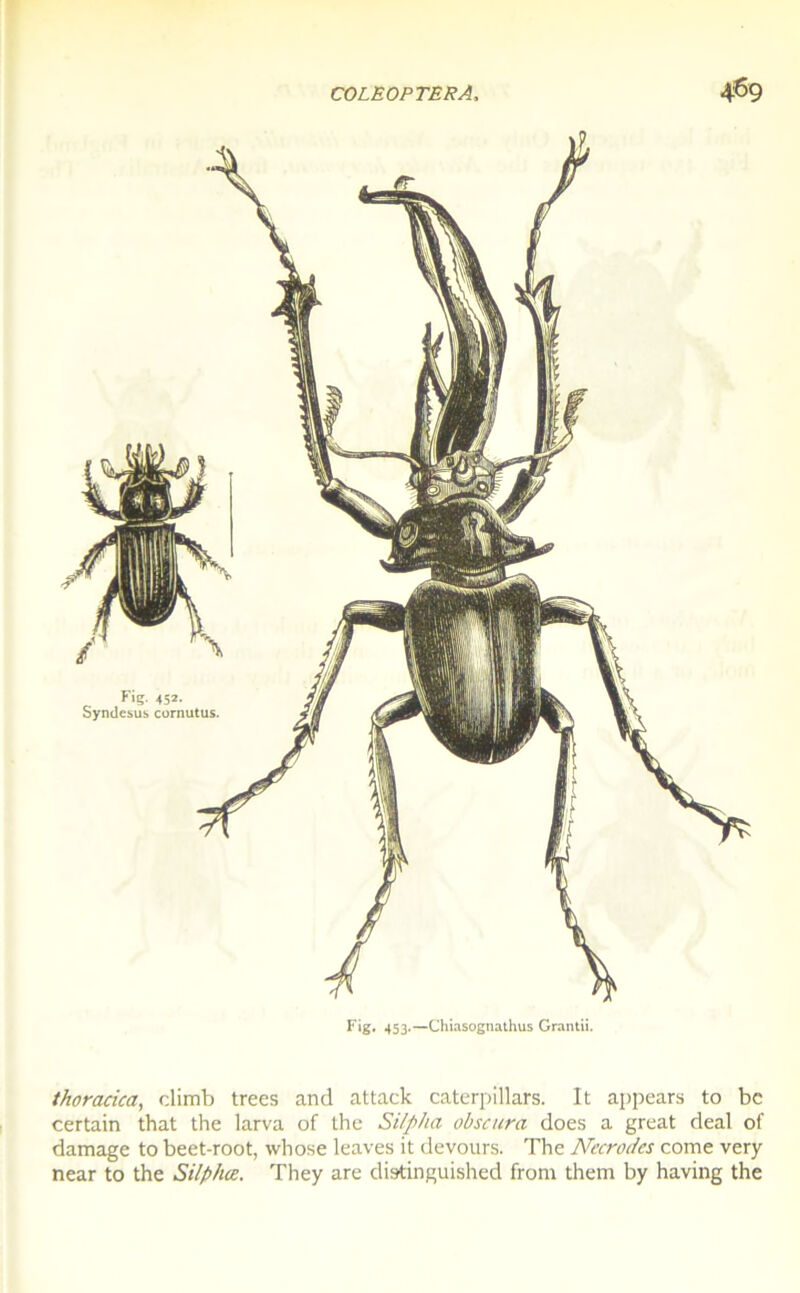 Fig. 453.—Chiasognathus Grantii. thoracica, climb trees and attack caterpillars. It appears to bc certain that the larva of the Silpha obscurci does a great deal of damage to beet-root, whose leaves it devours. The ATecrodes corne very near to the Silphæ. They are distinguished from them by having the