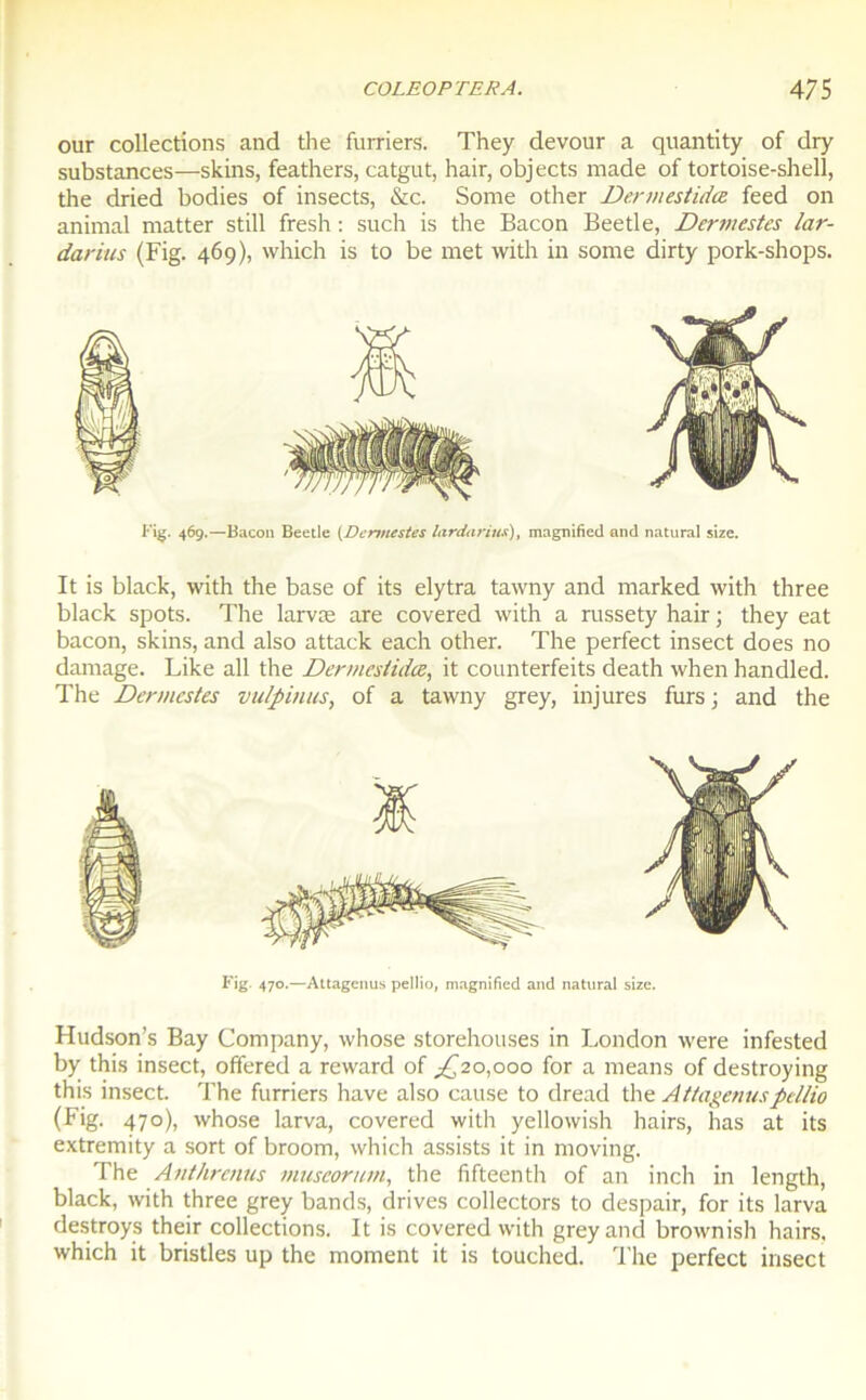 our collections and the furriers. They devour a quantity of dry substances—skins, feathers, catgut, hair, objects made of tortoise-shell, tlie dried bodies of insects, &c. Some other Dermestidæ feed on animal matter still fresh : such is the Bacon Beetle, Dermestes lar- darius (Fig. 469), which is to be met with in some dirty pork-shops. Fig. 469.—Bacon Beetle (Dermestes lardarius), magnifiée! and natural size. It is black, with the base of its elytra tawny and marked with three black spots. The larvæ are covered with a rassety hair ; they eat bacon, skins, and also attack each other. The perfect insect does no damage. Like ail the Dermestidæ, it counterfeits death when handled. The Dermestes vulpinus, of a tawny grey, injures furs; and the Hudson’s Bay Company, whose storehouses in London were infested by this insect, offered a reward of jQ20,000 for a means of destroying this insect. The furriers hâve also cause to dread the Attagenuspellio (Fig. 470), whose larva, covered with yellowish hairs, has at its extremity a sort of broom, which assists it in moving. The Anthrenus miiseorum, the fifteenth of an inch in length, black, with three grey bands, drives collectors to despair, for its larva destroys their collections. It is covered with grey and brownish hairs. which it bristles up the moment it is touched. The perfect insect