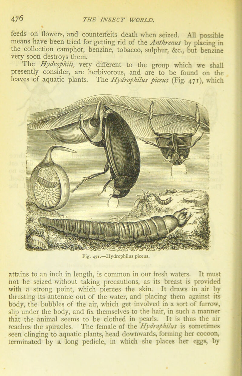 feeds on flowers, and counterfeits death when seized. Ail possible means hâve been tried for getting rid of the Anthrenus by placing in the collection camphor, benzine, tobacco, sulphur, &c., but benzine very soon destroys them. The Hydrophili, very different to the group which we shall presently consider, are herbivorous, and are to be found on the leaves of aquatic plants. The Hydrophilus piceus (Fig. 471), which Fig. 471.—Hydrophilus piceus. attains to an inch in length, is common in our fresh waters. It must not be seized without taking précautions, as its breast is provided with a strong point, which pierces the skin. It draws in air by thrusting its antennæ ont of the water, and placing them against its body, the bubbles of the air, which get involved in a sort of furrow, slip under the body, and fix themselves to the hair, in such a manner that the animal seems to be clothed in pearls. It is thus the air reaches the spiracles. The female of the Hydrophilus is sometimes seen clinging to aquatic plants, head downwards, fonning her cocoon, terminated by a long pedicle, in which she places her eggs, by