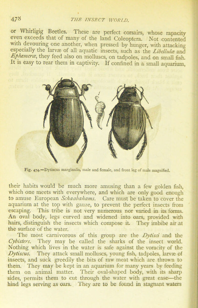 or Whirligig Beetles. These are perfect corsaire, whose rapacity even exceeds that of many of the land Coleoptera. Not contented with devouring one another, when pressed by hunger, with attacking especially the larvæ of ali aquatic insects, such as the Libellule* and Ephemerœ, they feed also on molluscs, on tadpoles, and on small fish. It is easy to rear them in captivity. If confined in a small aquarium Fig. 474.—Dytiscus marginalis, male and female, and front leg of male magnified. their habits would be much more amusing than a few golden fish, vvhich one meets with everywhere, and which are only good enough to amuse European Schaabahains. Gare must be taken to cover the aquarium at the top with gauze, to prevent the perfect insects from escaping. This tribe is not very numerous nor varied in its l'omis. An oval body, legs curved and widened into oare, provided with hairs, distinguish the insects which compose it They imbibe air at the surface of the water. The most carnivorous of this group are the Dytisd and the Cybisters. They may be called the sharks of the insect world. Nothing which lives in the water is safe against the voracity of the Dytiscus. They attack small molluscs, young fish, tadpoles, larvæ of insects, and suck greedily the bits of raw méat which are thrown to them. They may be kept in an aquarium for many years by feeding them on animal matter. Their oval-shaped body, with its sharp sides, permits them to eut through the water with great ease—the hind legs serving as oars. They are to be found in stagnant watere