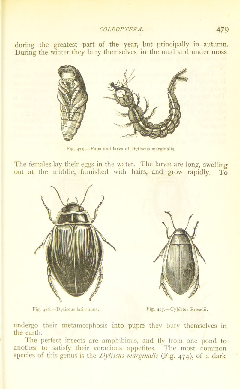 during the greatest part of the year, but principally in autumn. During the winter they bury themselves in the mud and under moss Fig. 475.—Pupa and larva of Dytiscus marginalis. The females lay their eggs in the water. The larvæ are long, swelling out at the middle, furnished with hairs, and grow rapidly. To Fig. 476.—Dytiscus latissimus. Fig. 477.—Cybister Rœselii. undergo their metamorphosis into pupæ they bury themselves in the earth. The perfect insects are amphibious, and fly from one pond to another to satisfy their voracious appetites. The most common species of this genus is the Dytiscus marginalis (Fig. 474), of a dark