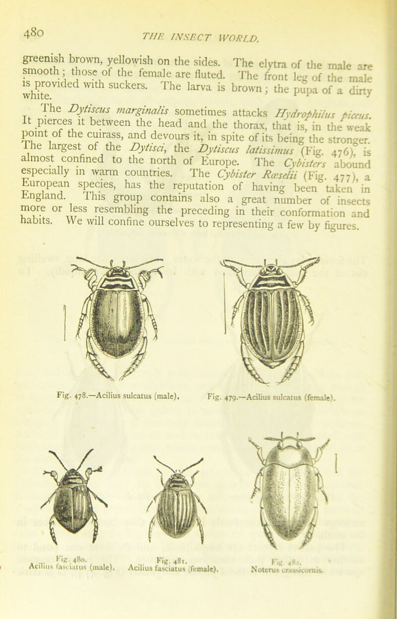 greenish brown, yeUowish on the sides. The elytra of the male are smooth; those of the female are fiuted. The front leg of the male whke S' The krVa iS brown ^ the P«Pa of a dirty The Dytiscus marginalis sometimes attacks Hydrophilus pians. It pierces ît between the head and the thorax, that is, in the weak point of the cuirass, and devours it, in spite of its being the stronger. The largest of the Dytisci, the Dytiscus latissimus (Fig 476) is almost confined to the north of Europe. The Cybistcrs abound especially m wann countries. The Cybister Rœselii (Fig. 47-,. a European species, has the réputation of having been taken in England. 1 his group contains also a great number of insects more or less resembling the preceding in their conformation and habits. We will confine ourselves to representing a few by figures.