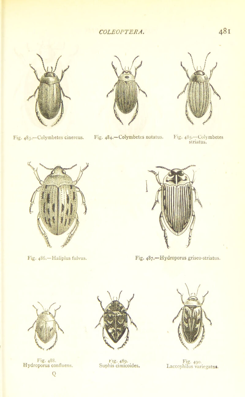 Fig. 483.—Colyrabctes cinercus. Fig. 484.—Colymbetes uotatus. Fig. 485.—Colymbetes striatus. Fig. 486.—Habplus fulvus. Fig. 487.—Hydroporus griseo-striatus. fig- 490-, Laccophilus variegatui.