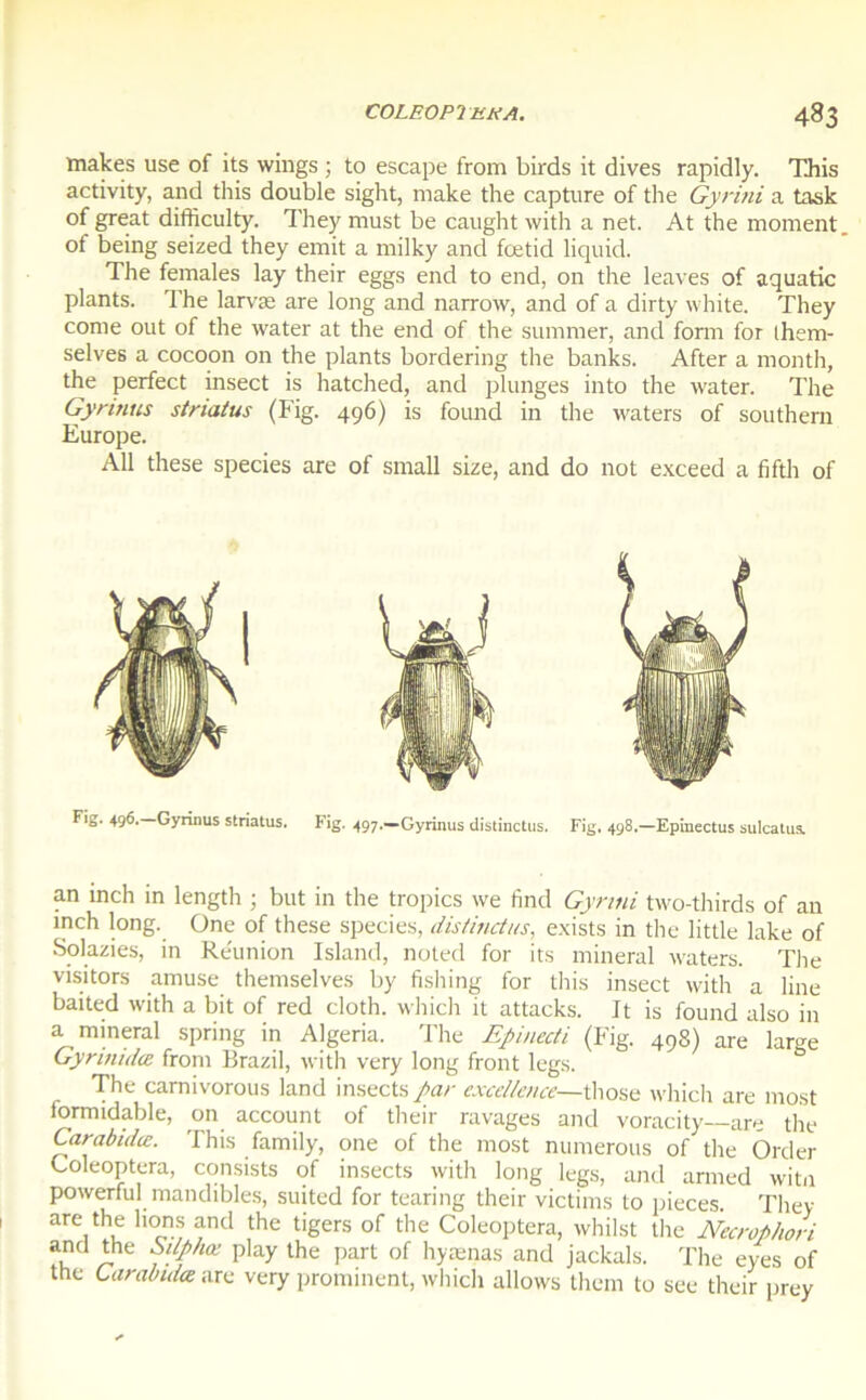 makes use of its wings ; to escape from birds it dives rapidly. This activity, and this double sight, make the capture of the Gyrini a task of great difficulty. They must be caught with a net. At the moment, of being seized they émit a milky and fœtid liquid. The females lay their eggs end to end, on the leaves of aquatic plants. The larvæ are long and narrow, and of a dirty vvhite. They corne out of the water at the end of the summer, and form for them- selves a cocoon on the plants bordering the banks. After a month, the perfect insect is hatched, and plunges into the water. The Gyrinus stnatus (Fig. 496) is found in the waters of Southern Europe. Ail these species are of small size, and do not exceed a fifth of Fig. 496. Gyrinus striatus. Fig. 497.—Gyrinus distinctus. Fig. 498.—Epinectus sulcatus. an inch in length ; but in the tropics we find Gyrini two-thirds of an inch long. One of these species, distinctus, exists in the little lake of Solazies, in Réunion Island, noted for its minerai waters. The visitors amuse themselves by fishing for this insect with a line baited with a bit of red cloth. which it attacks. It is found also in a minerai spring in Algeria. The Epinecti (Fig. 498) are large Gynnidœ from Brazil, with very long front legs. The carnivorous land insects par excellence—those which are most lormidable, on account of their ravages and voracity—are the Carabidæ. This family, one of the most mimerons of the Order Coleoptera, consists of insects with long legs, and armed witn powerful mandibles, suited for tearing their victims to pièces. They are the lions and the tigers of the Coleoptera, whilst the Necrophori and the Silphœ play the part of hyænas and jackals. The eyes of the Carabidæ are very prominent, which allows them to see their prey